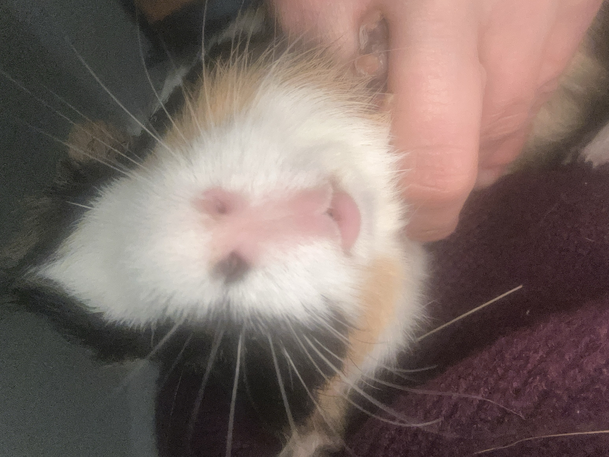 The image shows a close-up of a guinea pig's face, held by a human hand. The guinea pig has white, black, and tan fur. Its nose and mouth area are pink. Long whiskers extend from its face. The background includes a purple textured fabric. The location is Unknown, Unknown.