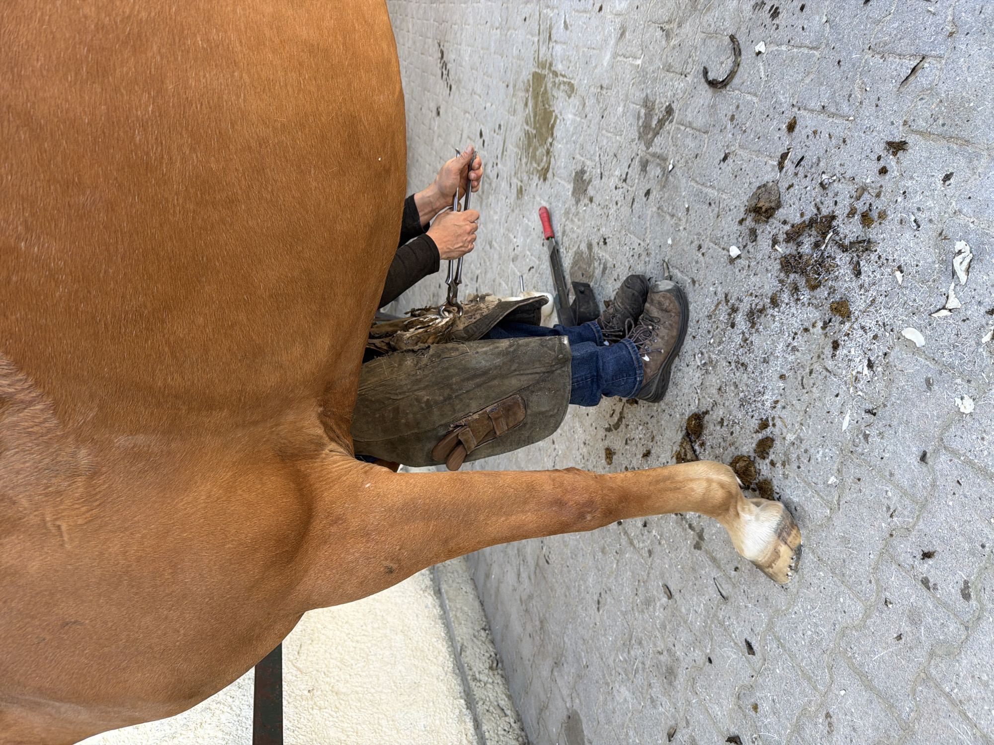 A farrier is working on a horse's hoof in Anzing, Germany. The farrier, wearing a leather apron and work boots, is holding a tool in their hands and appears to be tending to the horse's front left hoof. The horse is a chestnut color and its leg is positioned for work. The ground is paved with interlocking stones and is scattered with dirt, hoof shavings, and a discarded horseshoe. A white wall is visible in the background.