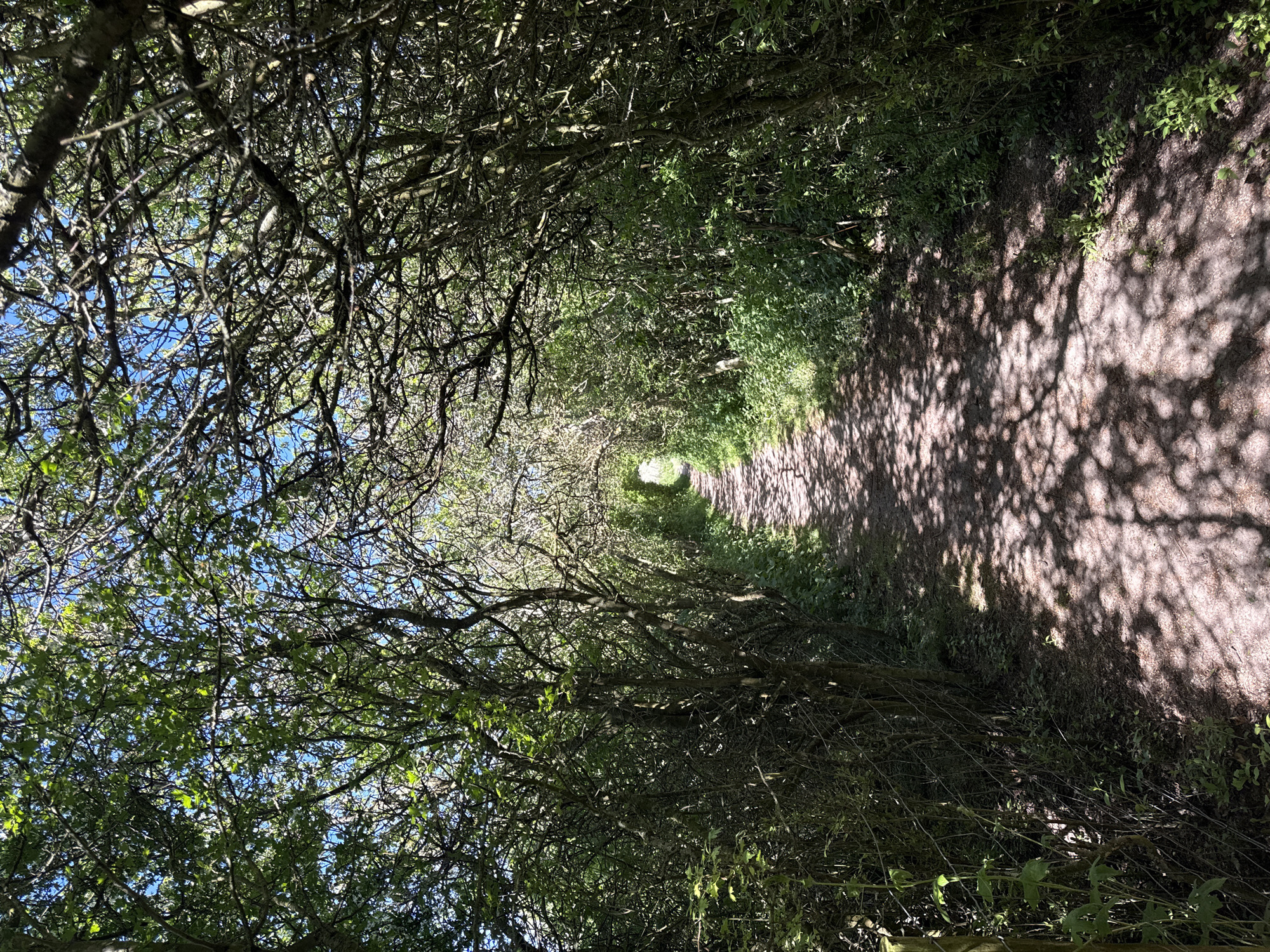 This media file captures a sun-dappled natural pathway, likely a walking or hiking trail, framed by a dense canopy of trees and foliage. The path stretches into the distance, creating a tunnel-like effect with light filtering through the leaves at the far end.
The main subjects are the trees, their branches, and the path itself. The trees form an archway overhead, their branches intertwining to create a green ceiling, with patches of bright blue sky visible through gaps in the foliage. Lush green leaves are prominent throughout the scene. The path appears to be unpaved, possibly dirt or gravel, and is illuminated by strong sunlight that casts intricate, dappled shadows from the overhead branches onto its surface.
The scene depicts a quiet, natural environment with no human activity visible. The time of day is clearly daytime, likely late morning or early afternoon, evidenced by the high contrast between sunlit areas and deep shadows, and the bright, clear blue sky visible above. The weather is sunny and fair. The location context provided is Stotfold, United Kingdom, suggesting a tranquil British woodland or hedgerow path.
The overall atmosphere is one of peacefulness and natural beauty, inviting a stroll through the shaded passage. No text is visible in the image.