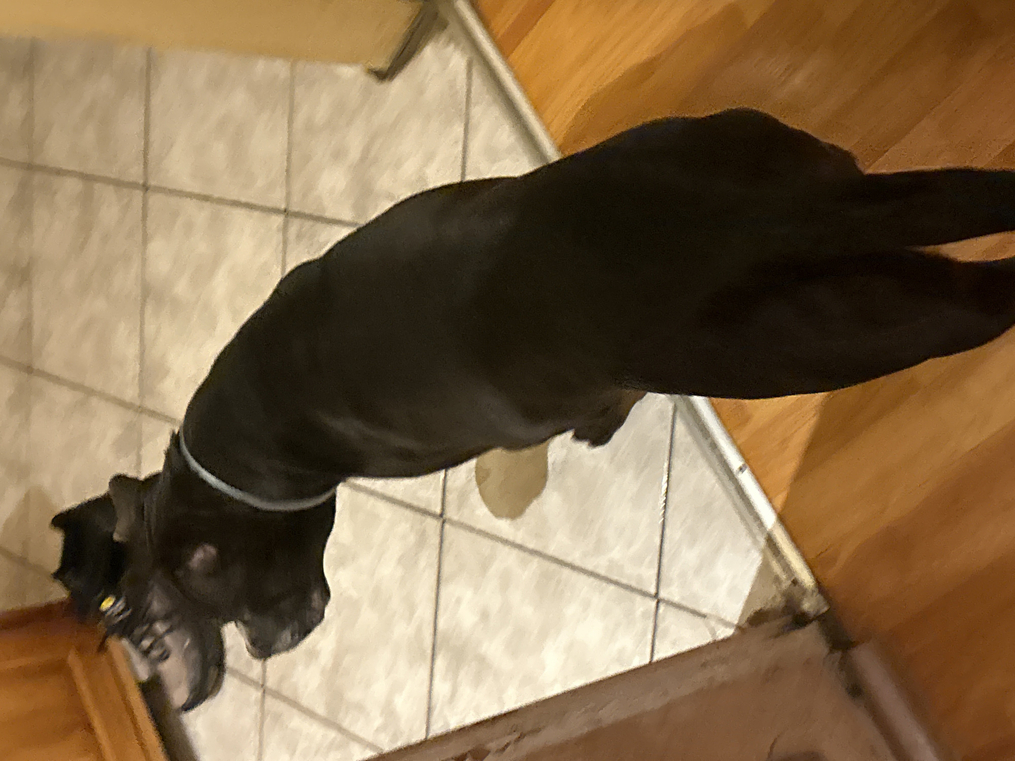 The image, taken in Sofia, Bulgaria, captures an indoor scene from an overhead perspective, featuring a large, dark-furred dog on a tiled floor. The dog is positioned with its head towards the bottom-left of the frame and its body extending towards the upper-right. It wears a light-colored, possibly blue or grey, collar around its neck.
The flooring consists of light-colored, possibly off-white or beige, square tiles with dark grout lines. Adjacent to the tiled area, particularly towards the right side of the image, is a section of warm-toned wooden floor. A metallic or light-colored transition strip separates the tiled and wooden flooring.
A notable detail is a yellowish, irregularly shaped puddle on the tiled floor, located near the dog's front paws, suggesting an instance of urination indoors. The dog appears to be looking down or away from the camera. The lighting indicates an indoor setting, possibly with artificial light, and no specific time of day or weather conditions can be discerned. There is no visible text in the image.