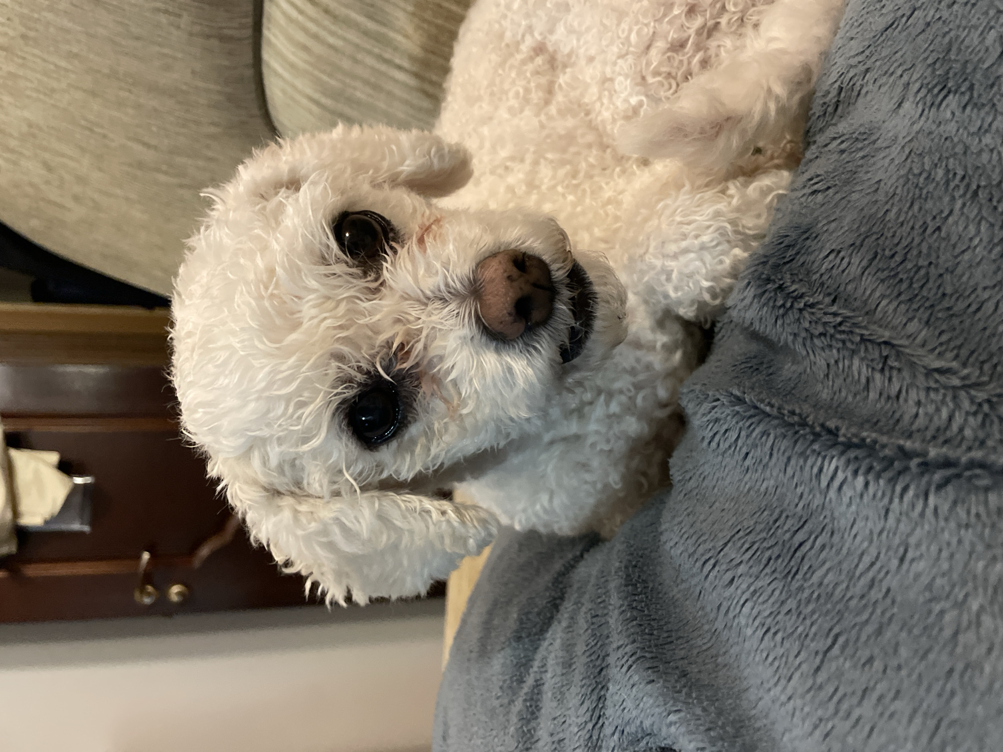A small, white, curly-haired dog, consistent with a Poodle or Bichon Frise type, is captured in a close-up, looking directly towards the viewer. The dog exhibits dark, tear-stained eyes, a moist pinkish-brown nose, and dark pigmentation around its slightly open mouth. Its body, primarily obscured by a textured grey-blue blanket on which it is resting, reveals more white curly fur. In the background, a dark brown wooden door with a brass handle is visible to the left, adjacent to a light-colored wall. To the right, a segment of a light beige, textured upholstered sofa or armchair is present. The scene depicts an indoor domestic setting located in Yekaterinburg, Russia.