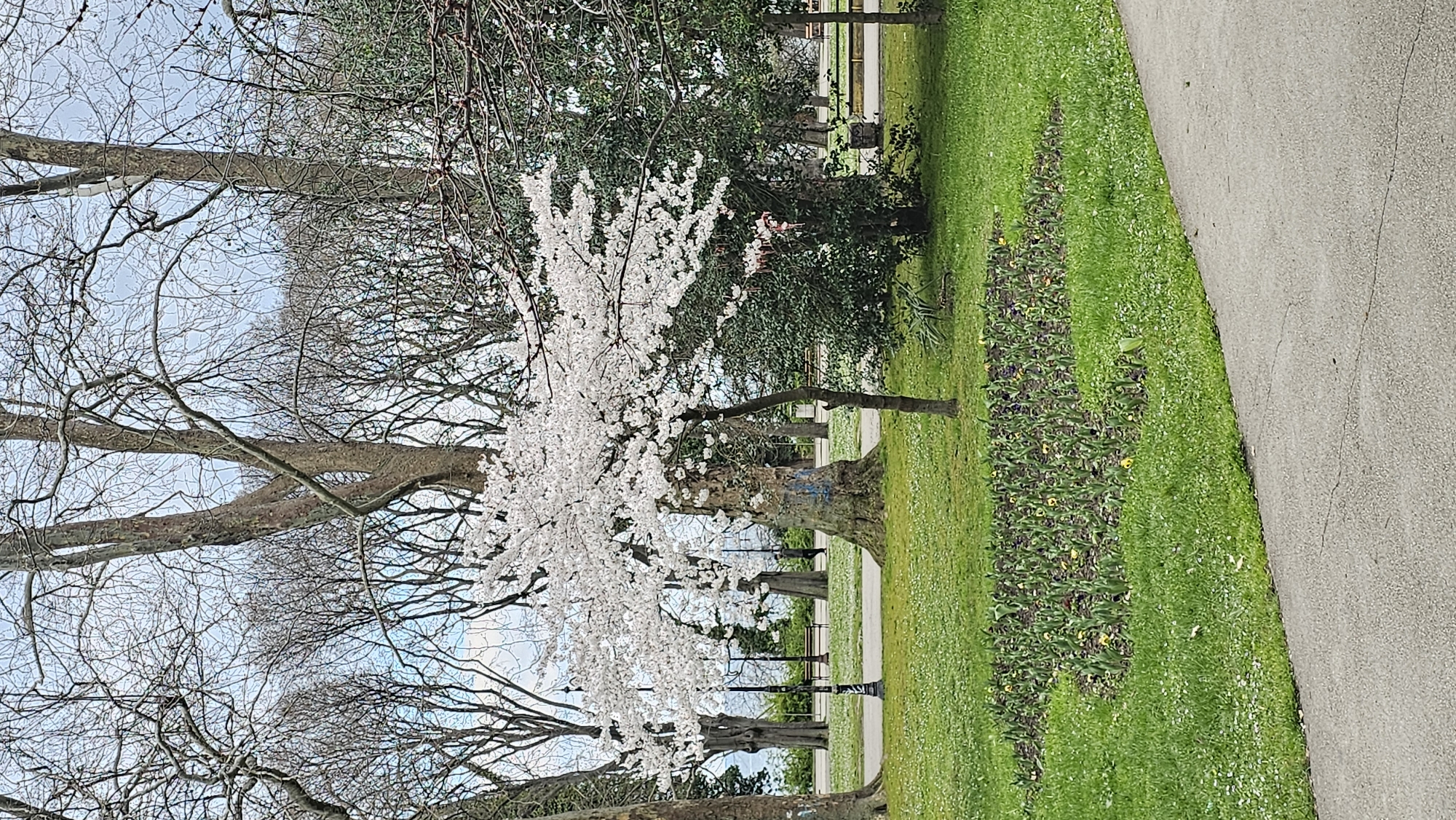 The image depicts a park scene, likely taken in early spring. The focus is on a flowering tree with white blossoms, possibly a cherry or ornamental pear tree. To the left, bare-branched trees contrast with the flowering tree. Behind the blooming tree, evergreen trees provide a darker green backdrop. The ground is covered in green grass, interspersed with planted flower beds featuring dark foliage and small yellow flowers. A grey paved walkway is visible on the right edge of the frame. The scene appears to be a public park or garden.
Given the request for specific information about Varna, Bulgaria, and assuming the scene is located there, it is plausible that this is a park within Varna, potentially near the city center or along the coastal areas known for their green spaces. The combination of flowering trees and structured plantings suggests a well-maintained urban park setting. While the image alone doesn't pinpoint the exact park location, its general characteristics are consistent with parks found in Varna. No people or actions are visible in the frame.