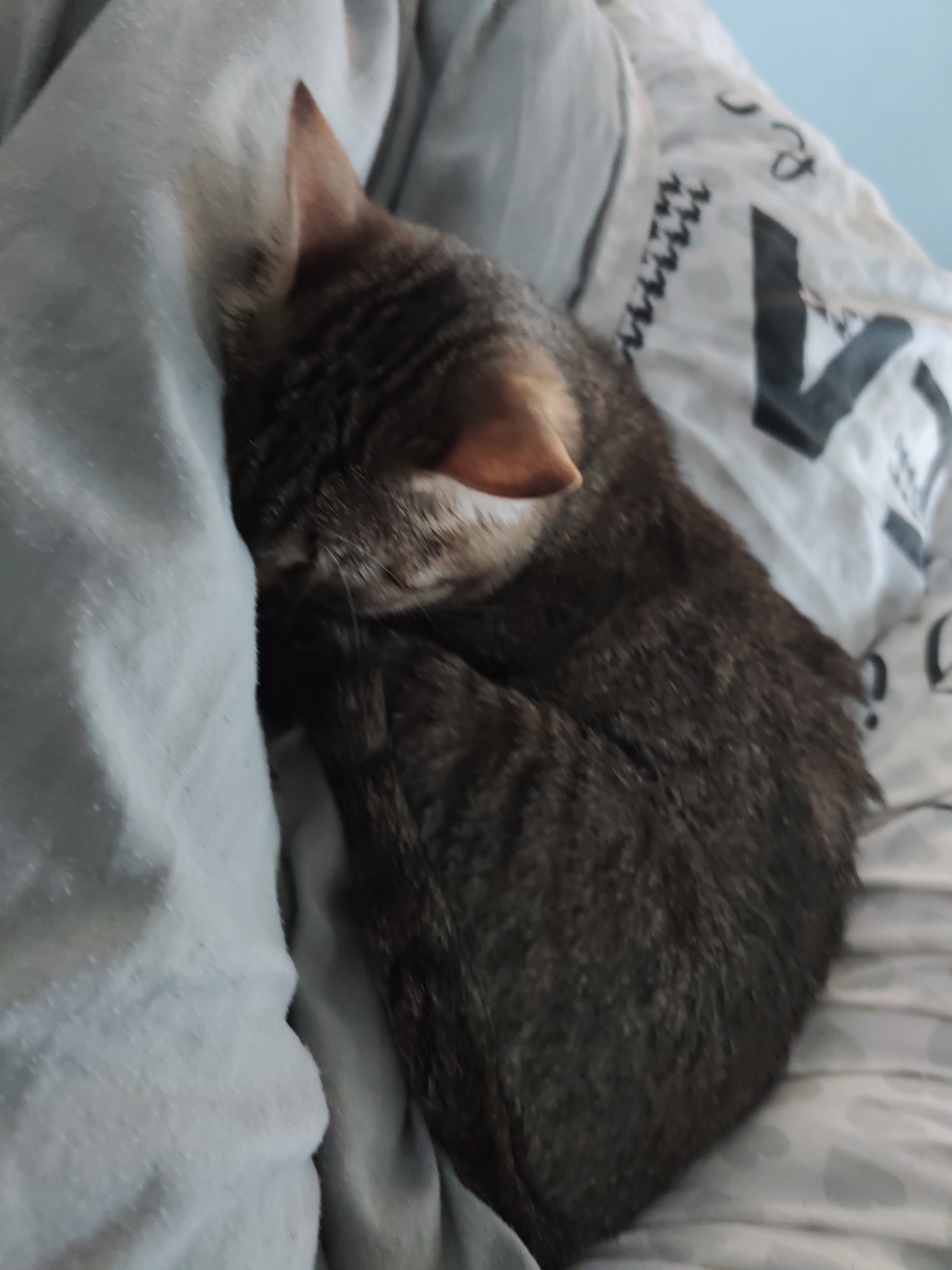 A brown tabby cat is curled up on a bed. The cat is positioned near a light blue pillow or blanket, with its head tucked close to the fabric. The bedding underneath appears to be white with a gray "V" pattern. The location is in a domestic setting, possibly in Chaikovsky, Russia, given the user's request. The main action is the cat sleeping or resting comfortably.