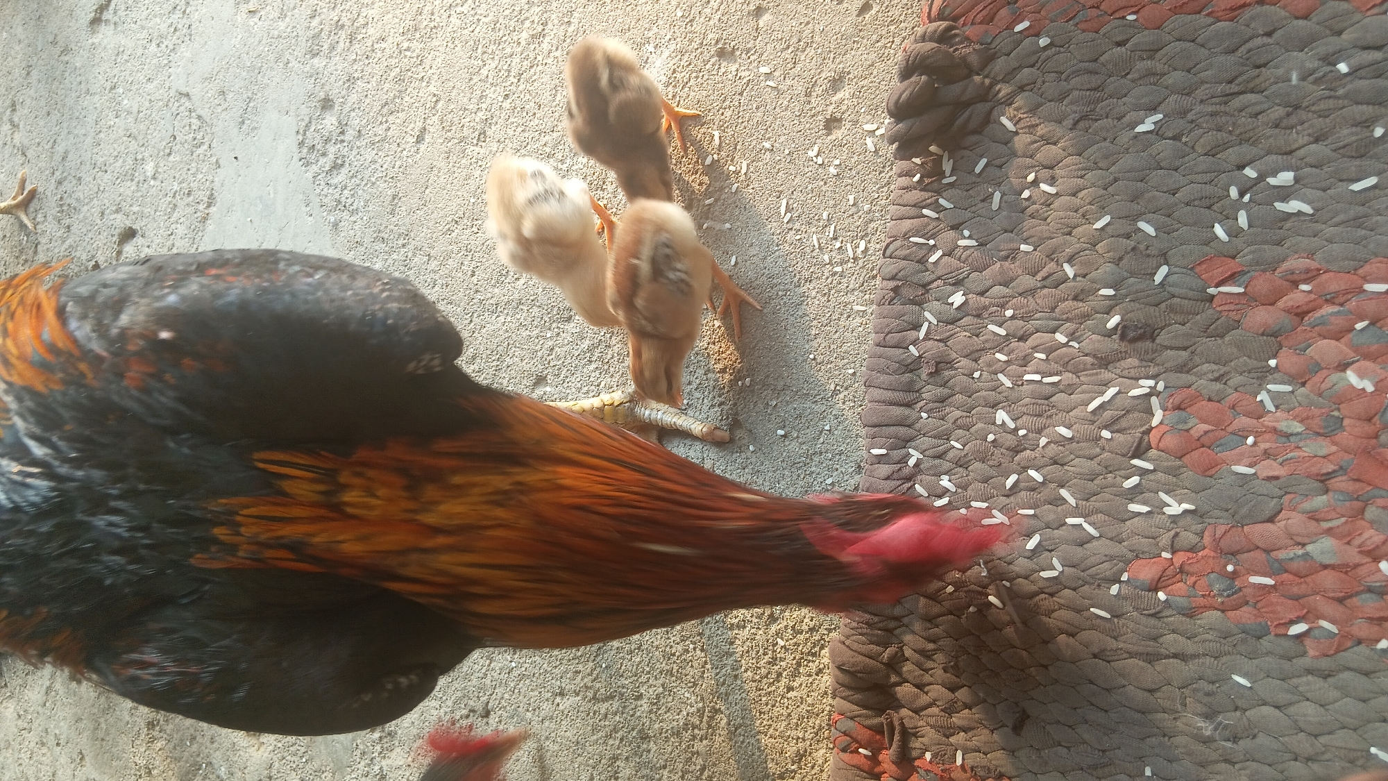In Prabumulih, Indonesia, a rooster is seen pecking at rice grains scattered on a patterned rug outdoors. Three chicks are visible near the rooster, also seemingly interested in the food. The ground appears to be a rough, sandy surface.