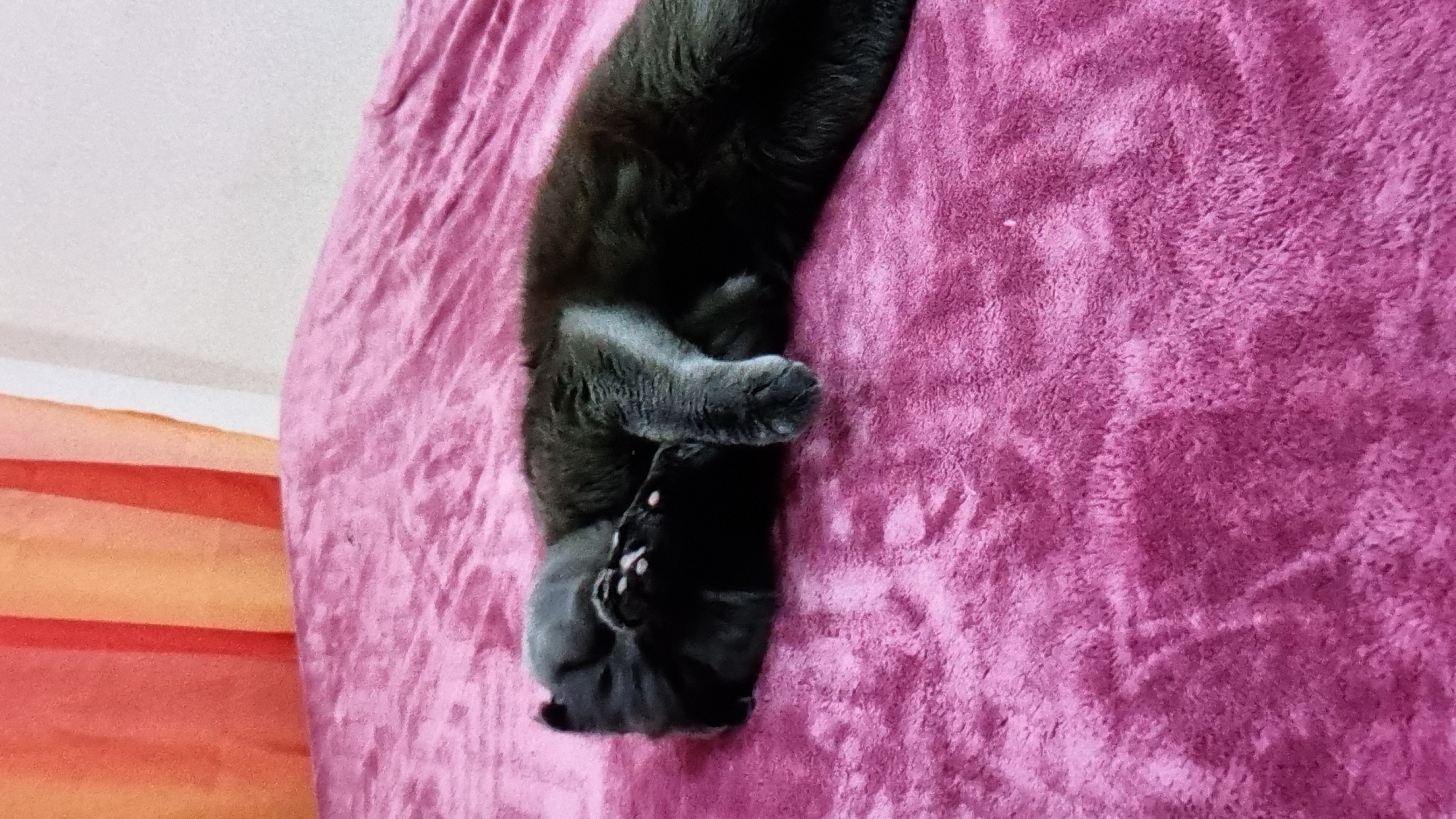 A black cat is sprawled on its back on a fluffy pink blanket. Its paws are curled up, and its head is tucked in. The cat appears to be sleeping or resting. The blanket has a soft, plush texture. To the left of the cat, there are stripes of orange, red, and white, possibly indicating a curtain or part of a wall. The lighting suggests it is daytime. The overall scene conveys a sense of comfort and relaxation.