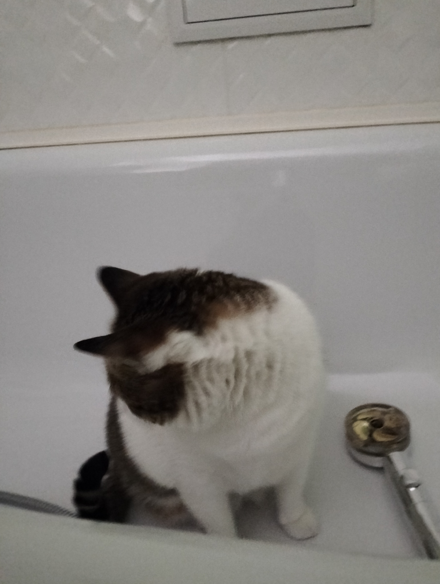 A blurry photograph shows a white bathtub in a bathroom setting. A white and brown cat is sitting in the tub near a handheld shower head. The location is unspecified.