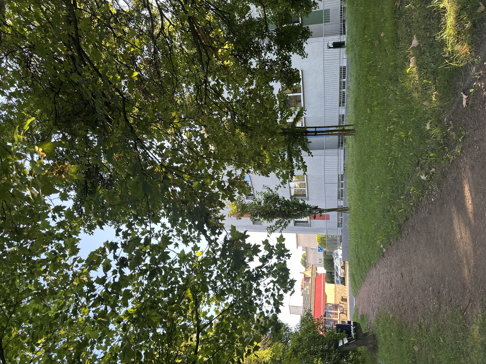 A dirt path leads through a park with green grass on either side. Large trees with green leaves overhang the path and the grass. In the background, there is a light-colored building with windows. To the left of the building, there are some smaller buildings with red roofs. Several cars are parked in front of the buildings. A bench is situated on the left side of the path. The image appears to have been taken on a sunny day. The location is Racibórz, Poland.