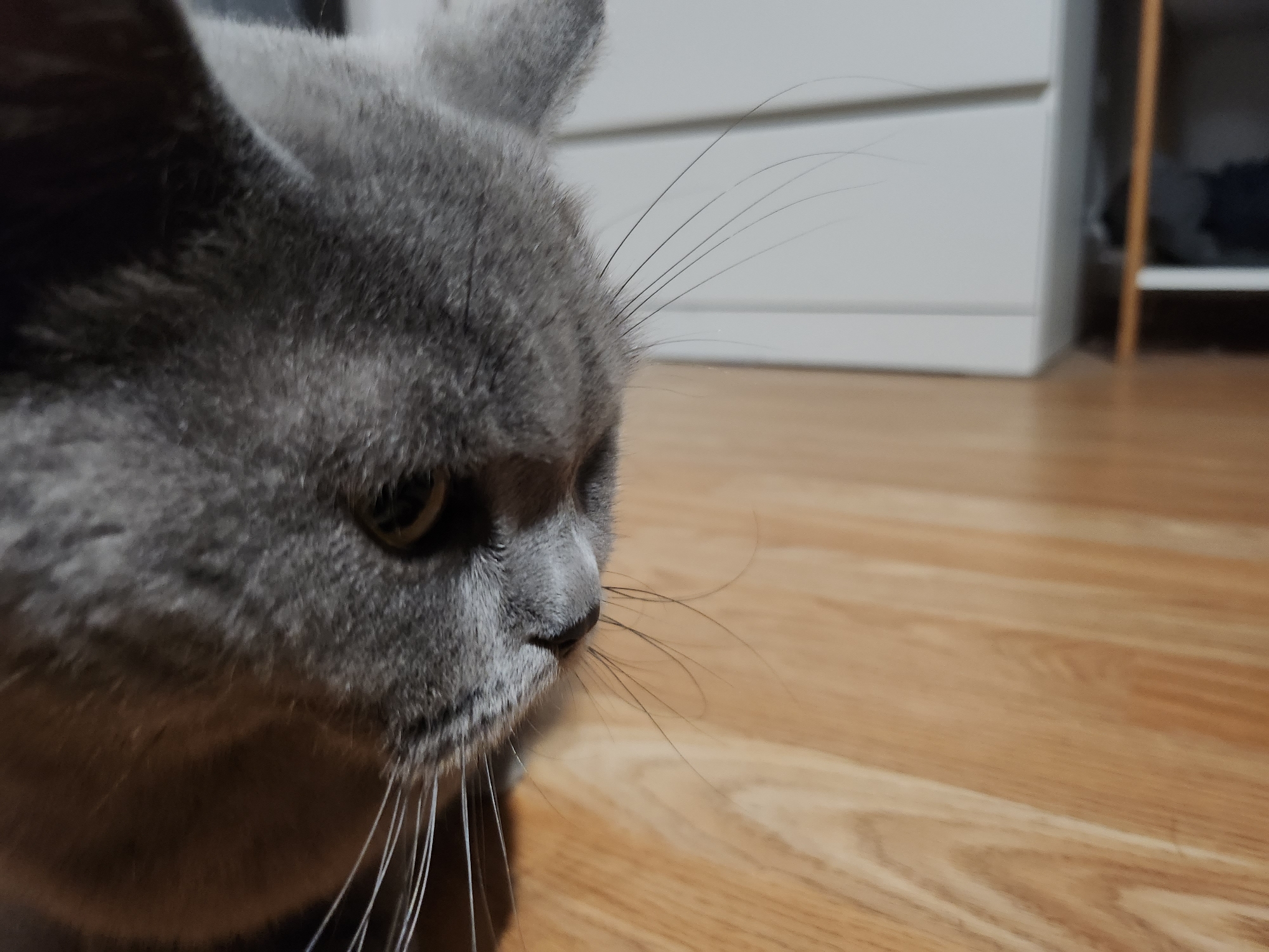 A close-up, side-view of a grey cat's face is captured in this indoor scene. The cat's fur is short and dense, with prominent whiskers extending outward. Its eye, partially visible, is a yellowish-green hue. The cat is positioned on a wooden floor with a visible grain pattern. In the background, a light-colored, modern cabinet with horizontal paneling is visible, suggesting a domestic setting. The overall lighting is soft, with a slight shadow cast by the cat. No specific location in Tsarevo, Bulgaria is identifiable from the image.
