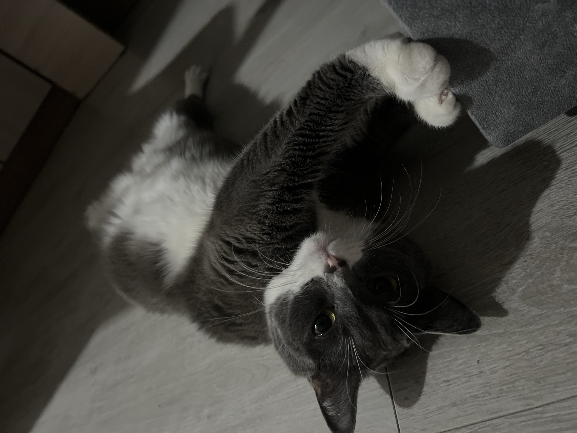 A gray and white cat is lying on a gray laminate floor. Its head is turned towards the camera, and one paw is resting on a gray object in the upper right corner. The cat is mostly gray with a white belly and paws. The location is indoors. There is no information available from the image to determine whether the location is in the city of Tyumen, Russia.