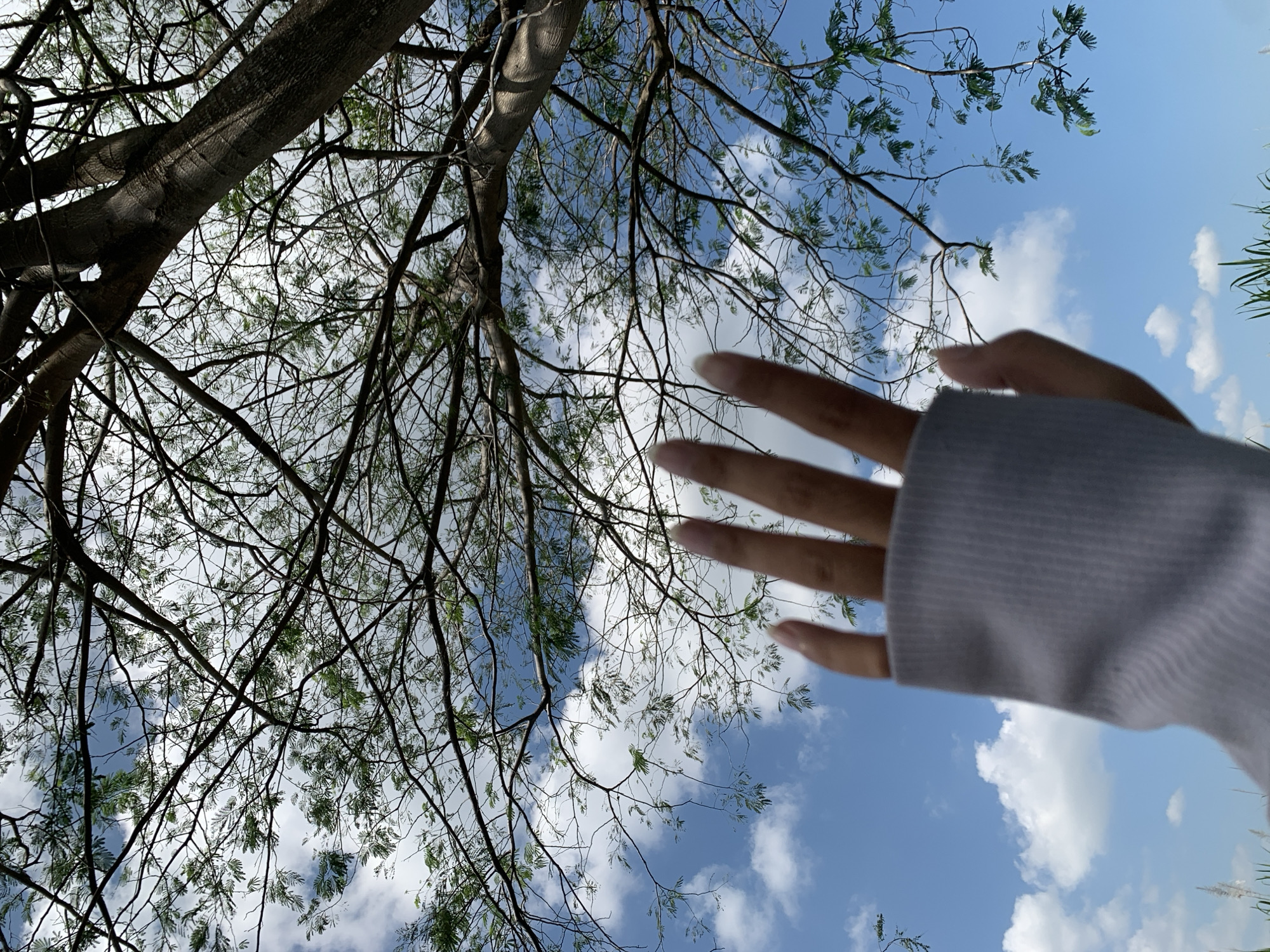 A person's hand, wearing a light gray sweater, is raised and partially obscures the view of a bright blue sky filled with white, fluffy clouds and the branches of a large tree. The tree has a thick, textured trunk and numerous delicate branches with small green leaves. The perspective is looking upwards towards the sky and the tree canopy. The lower portion of the image shows some tall, dry grass. The scene appears to be outdoors.