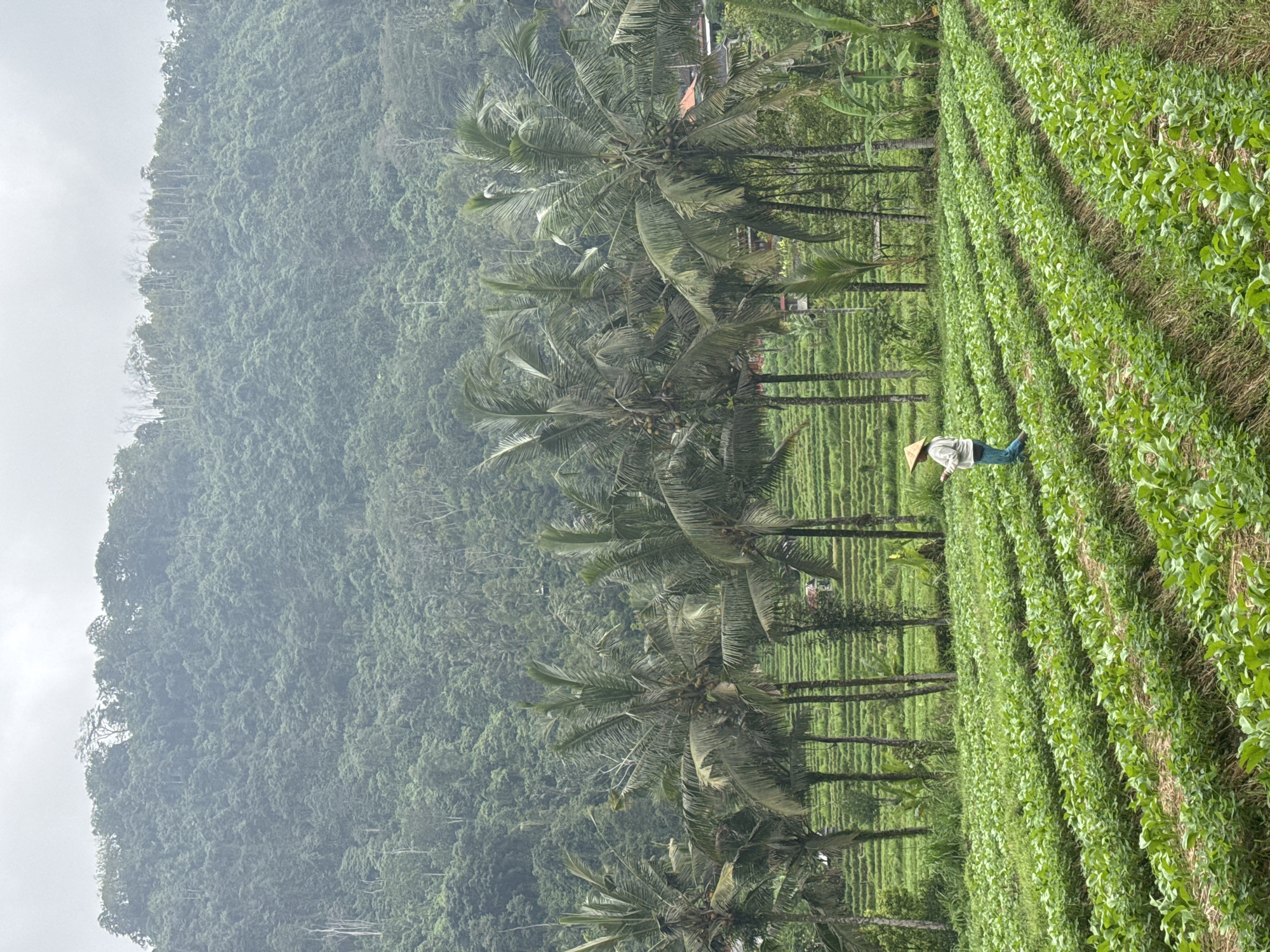 A person wearing a conical hat walks through a cultivated field of green crops, with rows of plants stretching into the distance. Behind the field, a line of palm trees stands against a backdrop of lush, green, tree-covered mountains under a cloudy sky. The rice terraces are visible behind the palm trees.