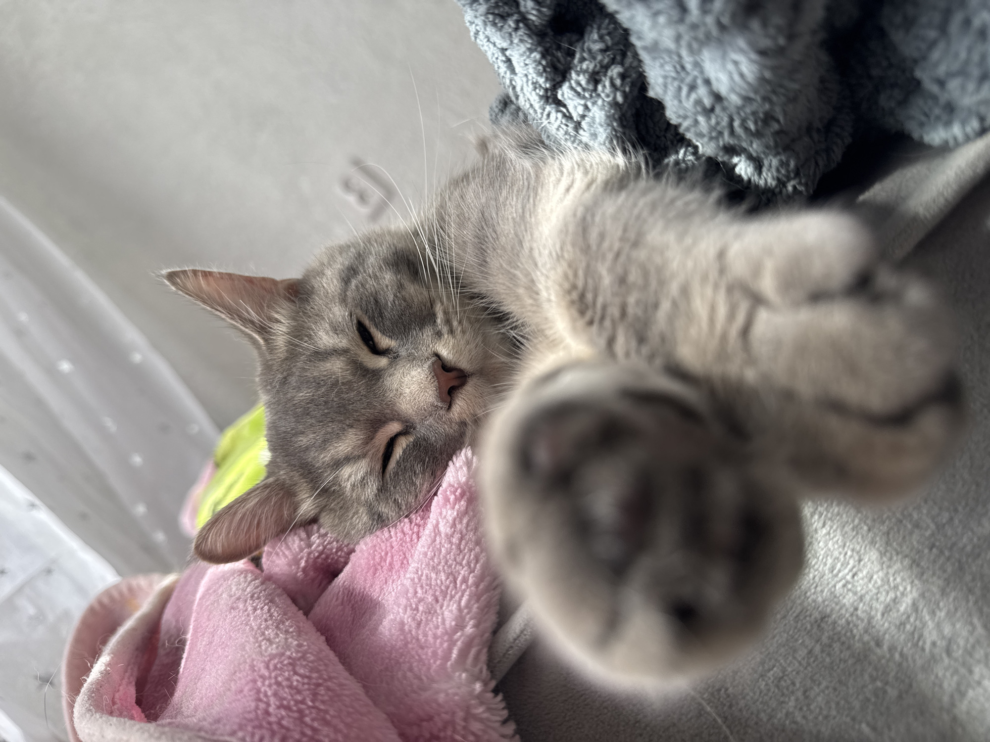 A gray cat is lying down, seemingly asleep, on a pile of soft blankets. The blankets are different colors including pink, green, and gray. The cat's paws are extended towards the camera, slightly out of focus. The background includes a sheer white curtain. The scene appears to be indoors.