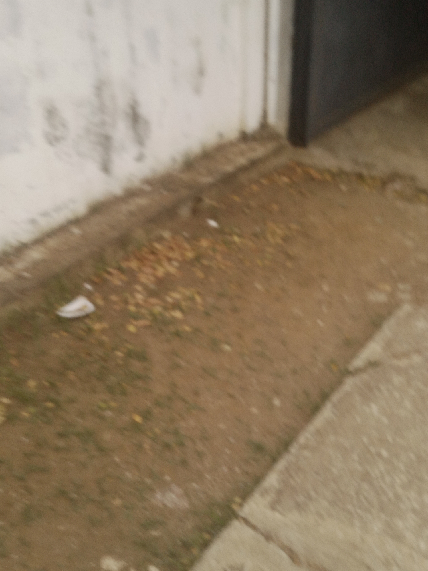 The image shows a ground-level view of a section of a building's exterior wall and the surrounding ground. The wall, on the left side of the image, appears to be made of concrete or stucco and has a rough, textured surface with some dark marks and stains. To the right of the wall, there is a dark, vertical structure that could be a door or a pillar. The ground in front of the wall is a mix of dirt, grass, and fallen leaves. There is also a concrete pathway visible on the right side of the image, which appears to be a sidewalk or a patio. A small, white object, possibly a piece of paper, is lying on the ground near the wall. The lighting suggests it is daytime. The image is blurry, making it difficult to discern fine details of the objects and the environment. The location is identified as Santa Ana, Venezuela.