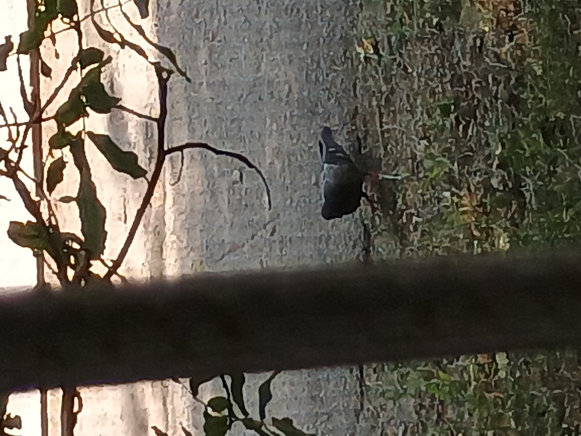 The image shows a pigeon in an outdoor setting, likely in Zaporizhzhia, Ukraine. The pigeon is dark in color and is perched on the ground, with its head down as if foraging or resting. The background consists of a textured surface, possibly asphalt or concrete, with patches of dry grass and foliage. There are also some branches of a plant visible in the foreground, with some leaves. A dark, blurred horizontal bar cuts across the lower part of the image, obscuring some of the scene. The lighting suggests it might be daytime, possibly late afternoon or early morning given the direction of light creating some shadows. There is no visible text in the image. The scene is quiet and appears to be a natural or semi-urban environment.