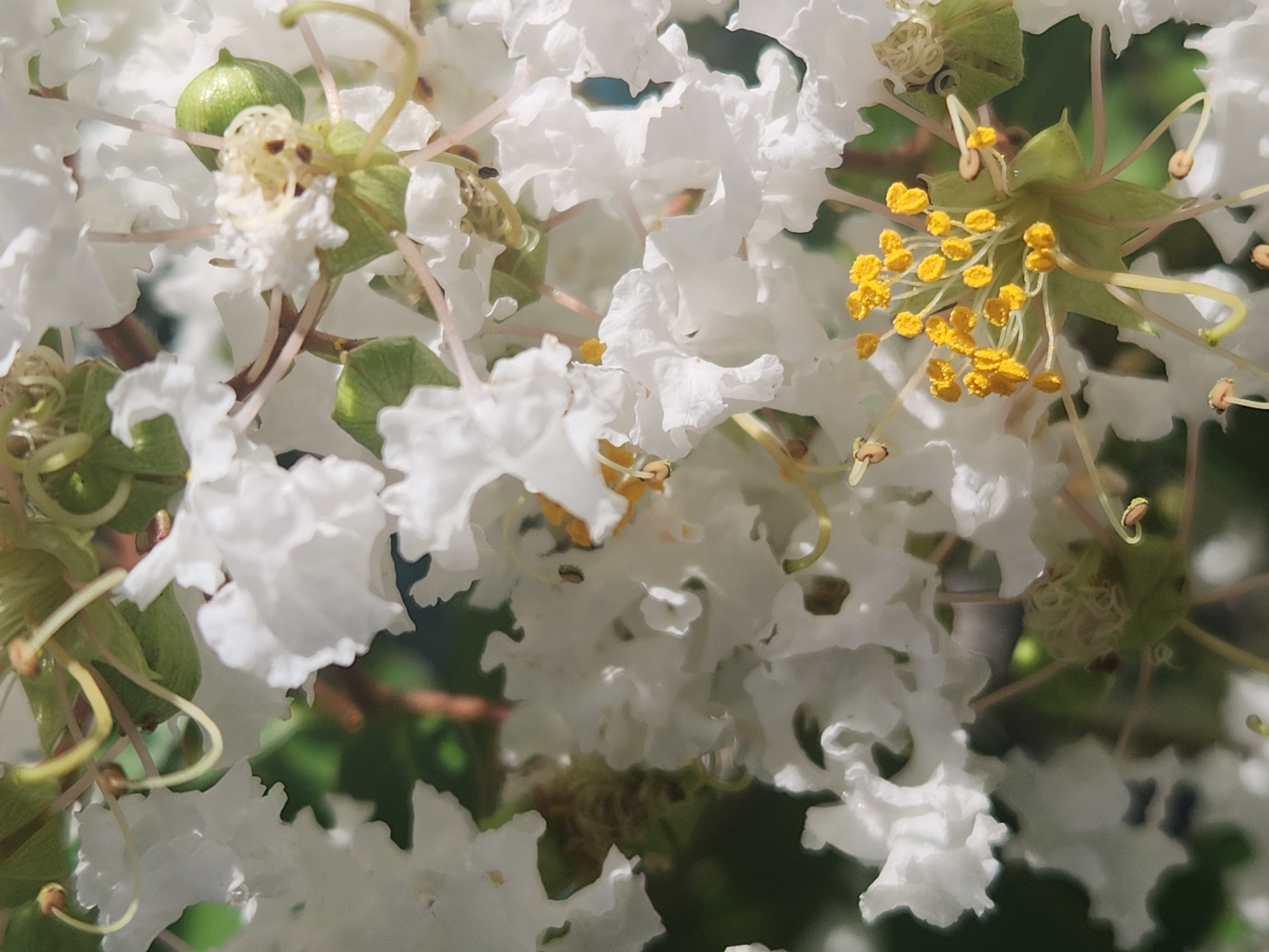 This is a close-up, vertically oriented photograph of white crape myrtle flowers with bright yellow stamen. The flowers are clustered together, with some fully bloomed and others in bud. The background is blurred green foliage and some brown branches, suggesting an outdoor environment. The lighting is bright, creating highlights on the delicate petals. The image appears to be taken in Altamonte Springs, Florida, United States of America, likely in a garden or park setting, given the subject matter of flowering plants. There are no people or specific actions depicted, only the botanical subject matter in its natural setting.