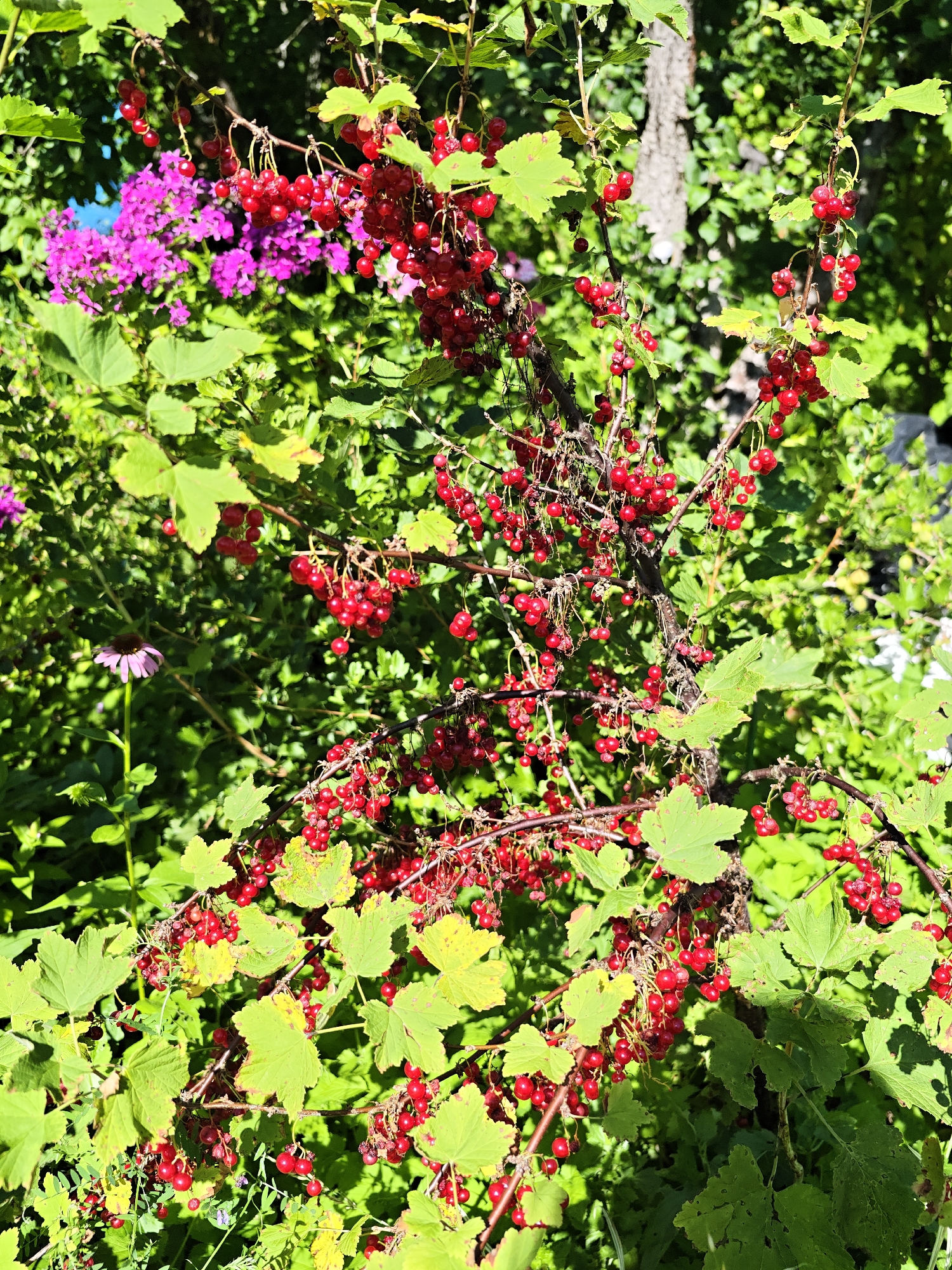 In the city of Dubki, Russia, a close-up shot showcases a red currant bush laden with ripe, crimson berries. The berries hang in clusters from thin stems, interspersed with vibrant green leaves. Some leaves exhibit a yellowish hue, suggesting the changing seasons. In the background, out-of-focus pink flowers and a purple coneflower add splashes of color to the verdant foliage. Sunlight filters through the leaves, casting dappled shadows and highlighting the glossy texture of the berries. The overall scene is one of natural abundance and the simple beauty of a summer garden.