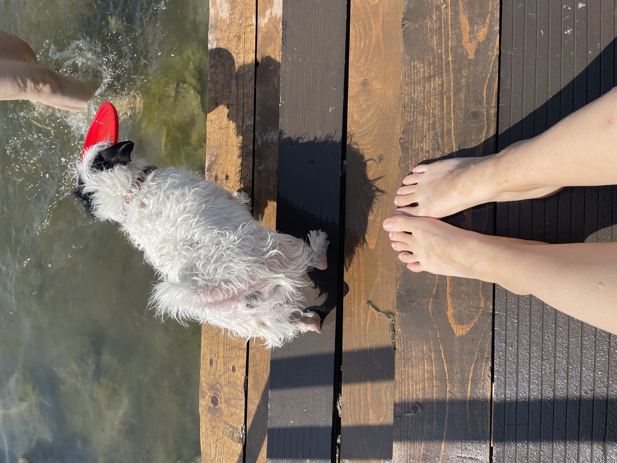 In an outdoor scene on a wooden dock, a white dog with black markings on its head is standing near the edge of the water. The dog is looking towards the water where a red frisbee is visible. A person's legs and feet are visible in the foreground, positioned on the dock. The water is slightly choppy, with ripples and some debris visible. The dock is made of weathered wooden planks. Sunlight casts shadows on the dock.