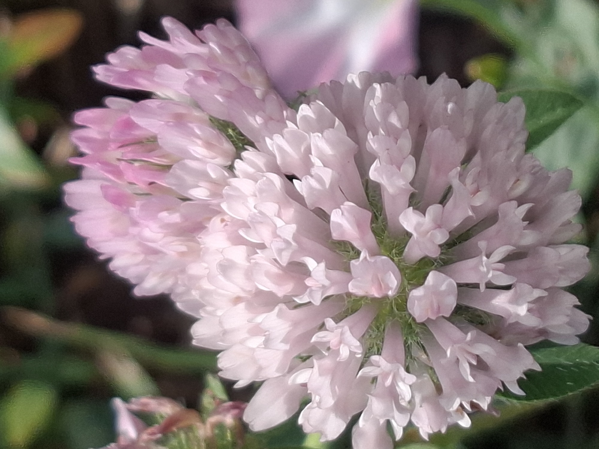 A close-up, slightly out-of-focus image shows a cluster of light pink clover flowers. The flowers are dense and globular in shape, with many small, trumpet-like petals. The background is blurred green and dark brown, suggesting foliage and soil. The image's overall impression is one of soft focus and delicate detail. The image does not provide any information about the city of Almaty, Kazakhstan, or any specific location within it.