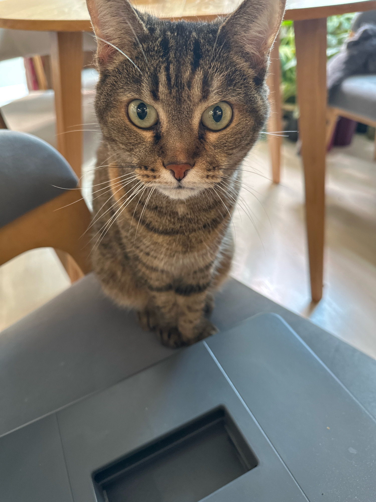 A tabby cat with green eyes is the subject of this close-up photograph. It is positioned in the foreground, looking directly at the camera with a slightly tilted head. The cat is seated on a dark gray surface, which appears to be the lid of some sort of electronic device. Behind the cat, a wooden table and chairs are visible, suggesting an indoor setting. The background is slightly blurred, with hints of plants and other furniture. There are no people or any indications of urban or natural environments. The scene is static, with the cat being the sole element of interest. The image was taken in Vidnoye, Russia.