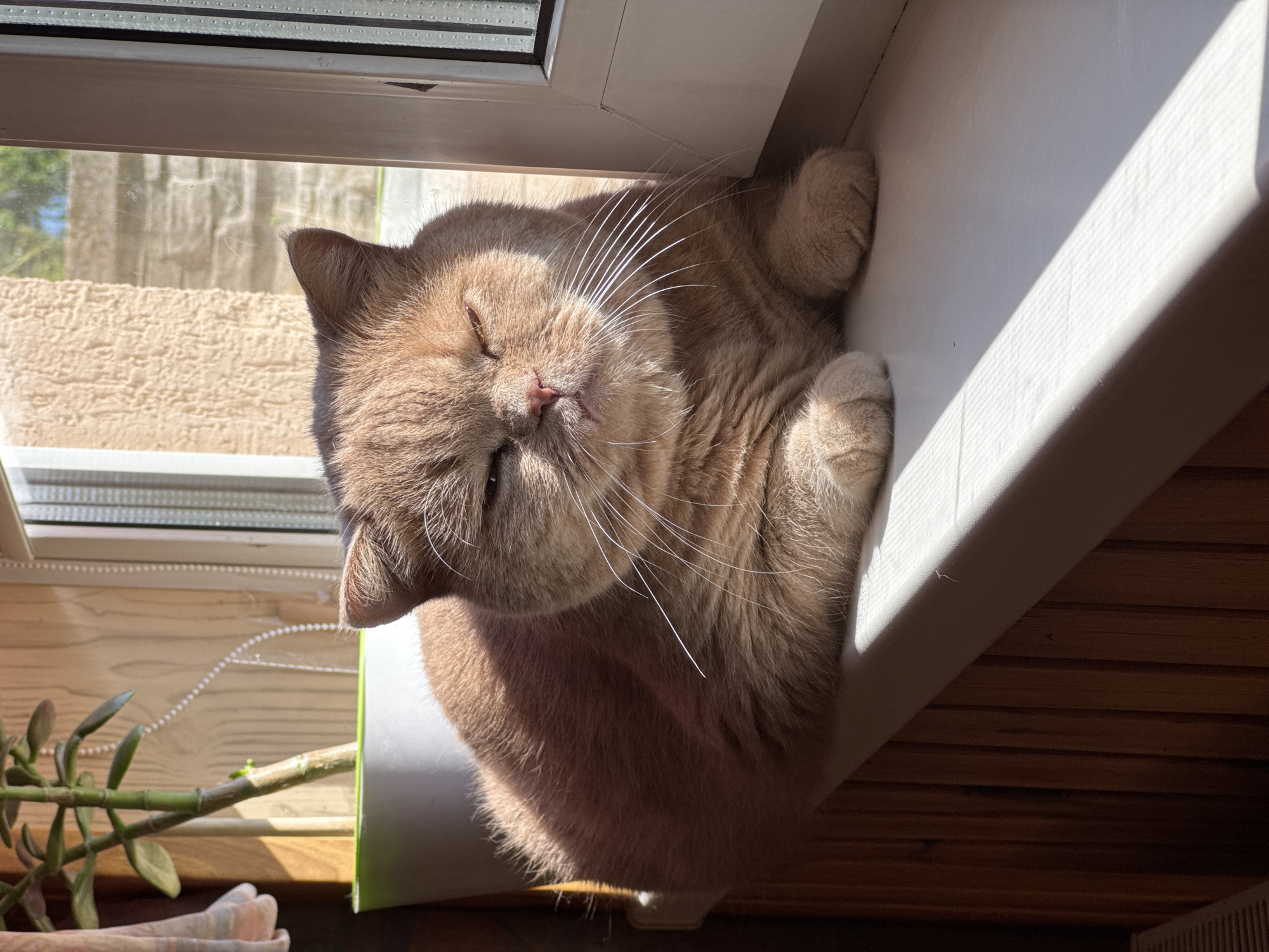 A fluffy, ginger cat is basking in the sun on a white windowsill. The cat is lying down with its eyes mostly closed, appearing relaxed. Sunlight streams in from the right side of the frame, casting a bright diagonal shadow across the windowsill and the cat's fur. To the left of the cat, a potted plant with green leaves is visible. The background consists of vertical wooden planks and a window with blinds. The overall scene suggests a warm, domestic setting.