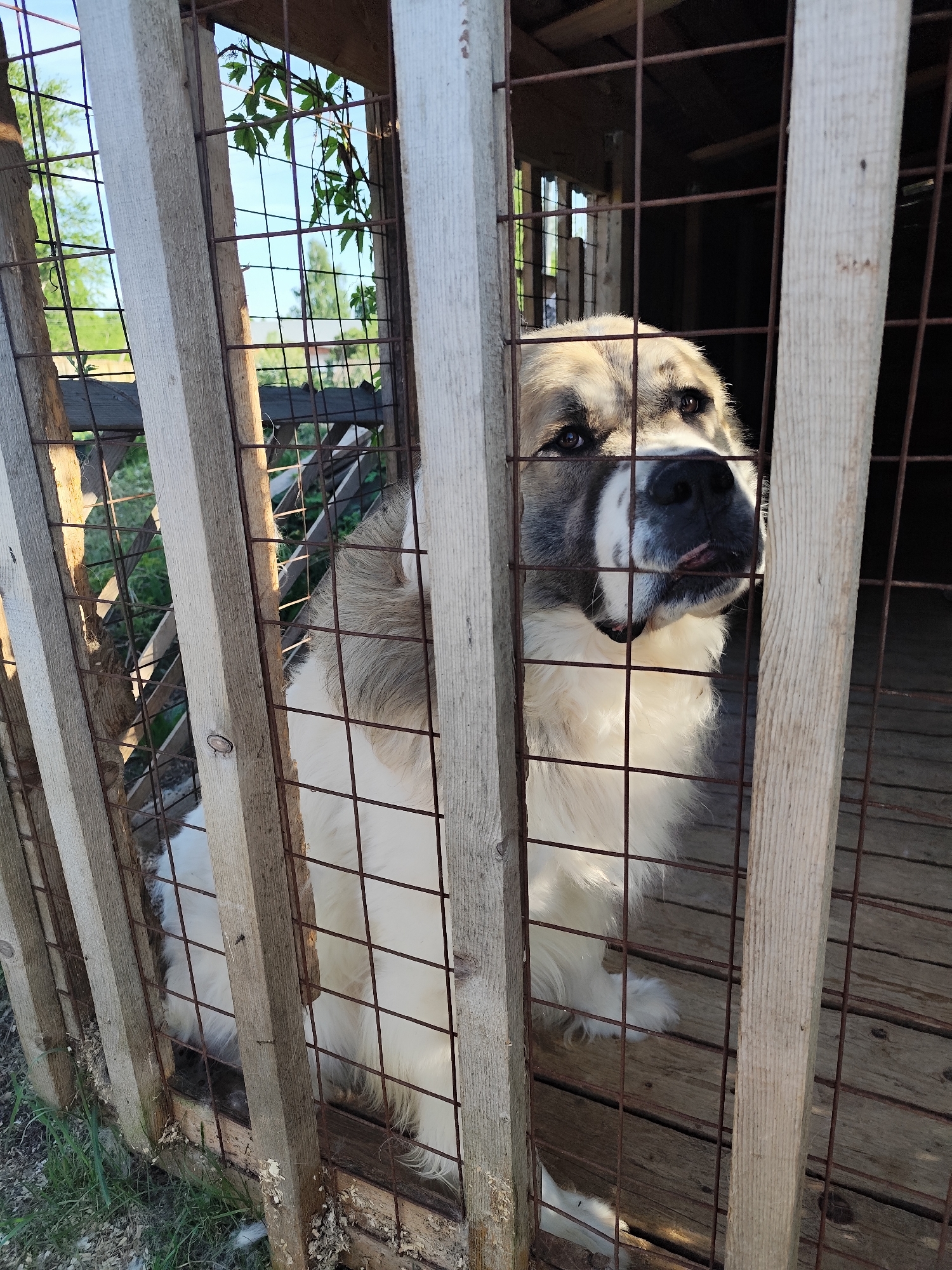 In Alnyash, Russia, a medium-sized dog with white and gray fur is sitting inside a cage constructed of wooden slats and metal wire. The dog is looking towards the right of the frame, with a small portion of its tongue visible. The cage floor is wooden, and some grass is visible outside the cage. There are green plants visible through openings in the cage structure.