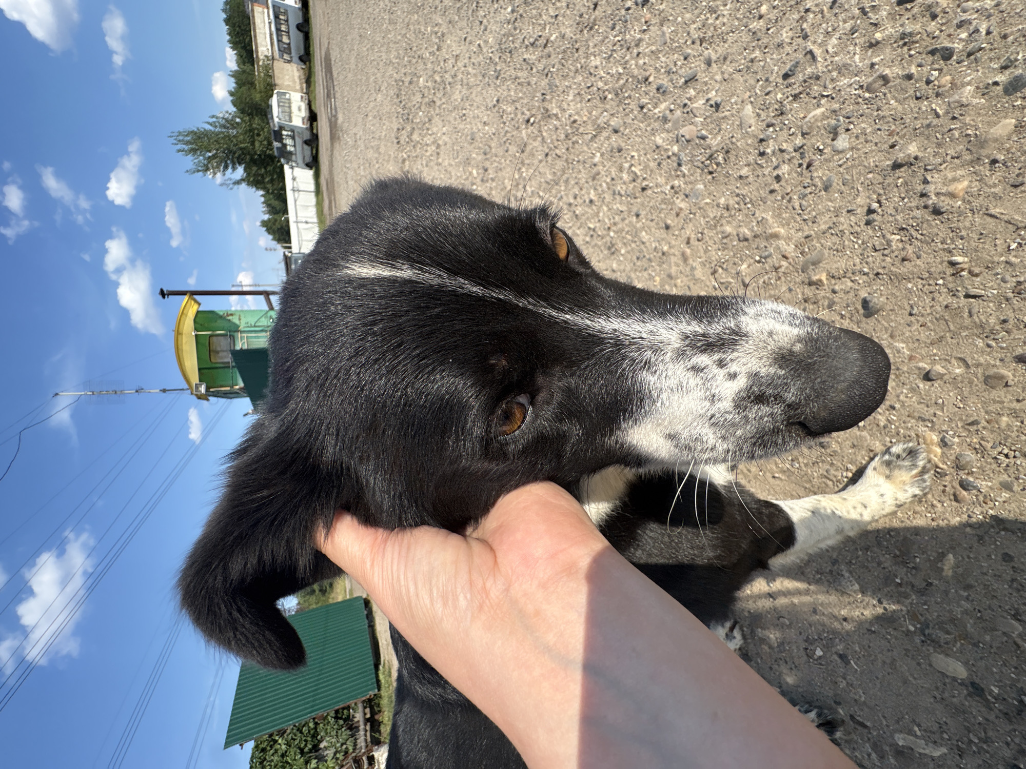 A medium shot captures a black and white dog being petted by a person's hand. The dog's head is positioned in the foreground, with its right eye clearly visible. The dog has amber-colored eyes and a white blaze extending from its nose up its forehead. Its fur is black with white patches, particularly on its chest and legs. The hand petting the dog appears to be fair-skinned.
The background suggests an outdoor, possibly rural or industrial, setting. A green corrugated metal structure is visible to the left, partially obscured by foliage. In the distance, there's a small green and yellow building with a yellow roof, resembling a small booth or guardhouse, with a tall antenna structure behind it. Several white minibuses or vans are parked in a lot behind a white fence. The ground is covered in gravel and dirt. The sky is blue with scattered white clouds, indicating a sunny day.
The image appears to have been taken in Noviy, Russia, as indicated by the context provided.