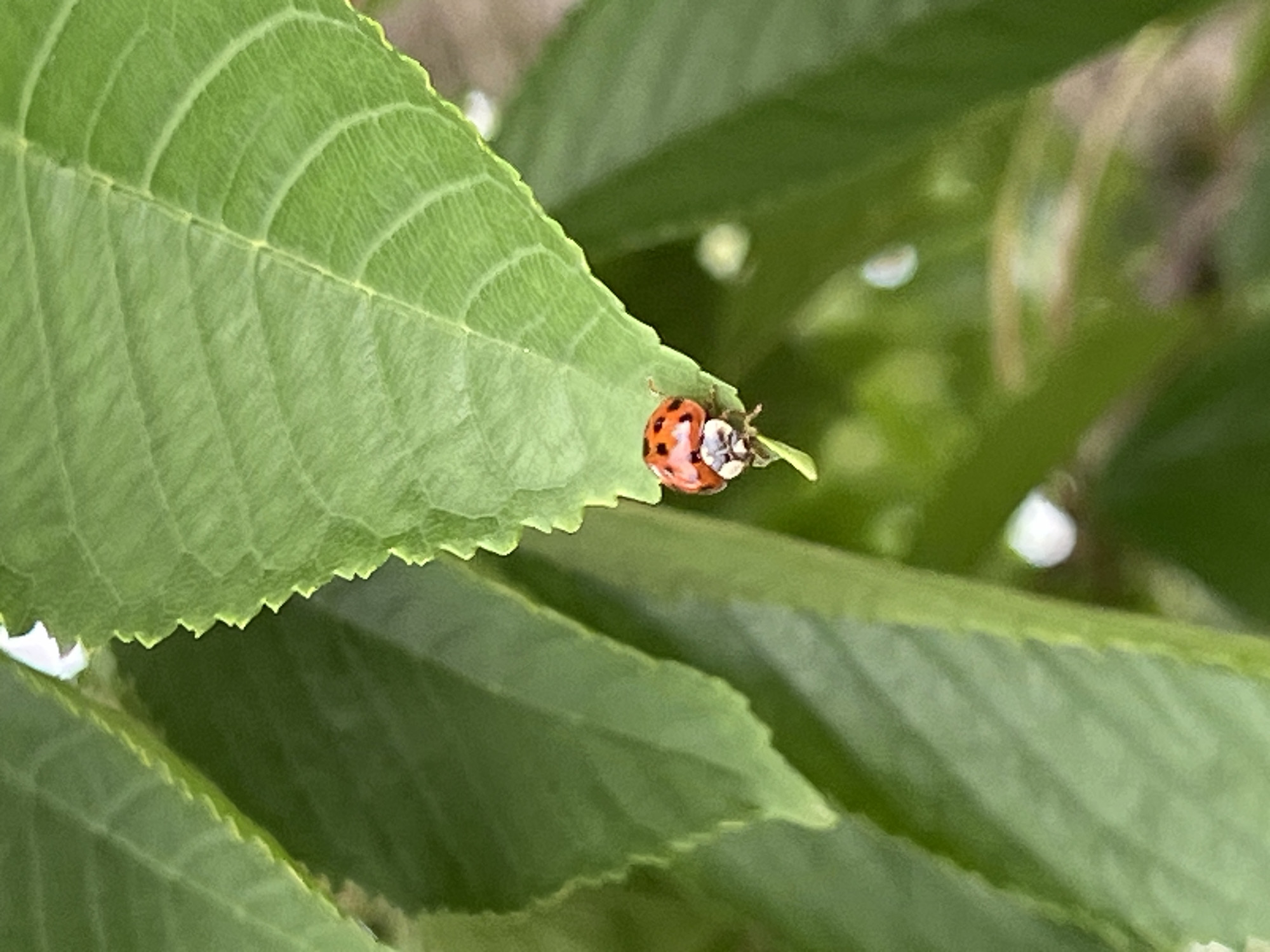 The image depicts a close-up view of a single ladybug, identified by its bright red, dome-shaped carapace marked with several prominent black spots, positioned on the edge of a verdant leaf. The ladybug's head, predominantly black with noticeable pale white sections around its mouthparts, and several dark legs are visible as it grips the leaf. The leaf it rests upon is a vibrant green, characterized by distinct, somewhat raised venation and a finely serrated, undulating edge. Other green leaves, both sharply defined and softly blurred, form the background, indicating a dense, natural vegetative environment. The composition focuses intently on the ladybug and its immediate leaf, with natural lighting illuminating the scene in Mshanets, Ukraine.