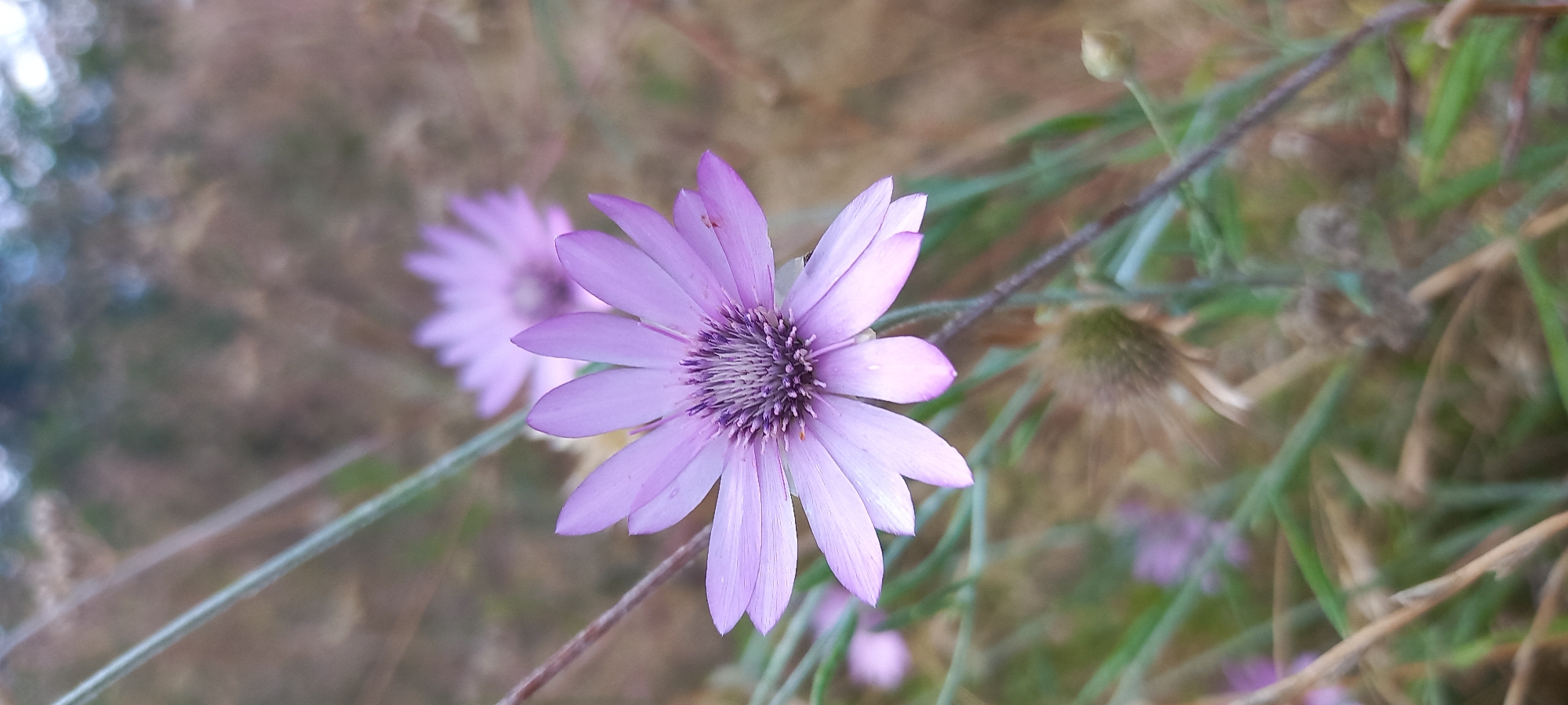 A close-up, shallow depth-of-field photograph showcases a single, delicate purple flower with numerous slender petals radiating from a dark, textured center. The flower is the primary subject, positioned slightly off-center to the right. Behind it, another similarly colored, but out-of-focus, flower is visible, suggesting a cluster. The background consists of soft, blurred green and brown vegetation, indicative of a natural or park-like setting. A thin, dark stem runs diagonally across the foreground, partially obscuring the main flower. The overall impression is one of natural beauty and tranquility, possibly captured in a park or garden in Kryvyi Rih, Ukraine.