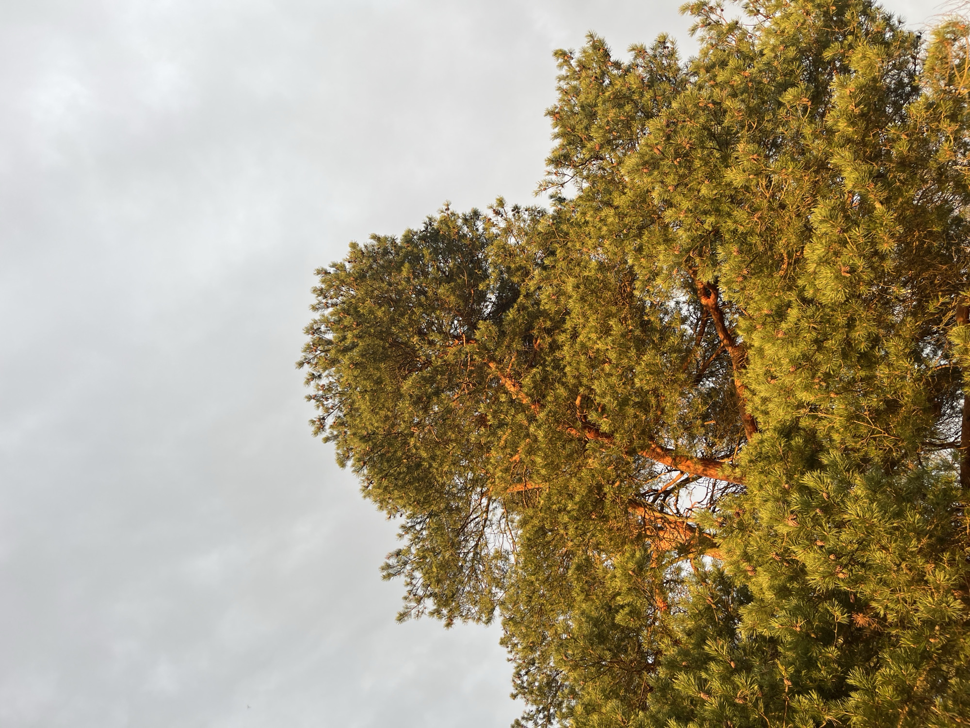 The image captures an upward-looking view of a dense pine tree against an overcast sky. The tree, primarily located on the right and extending into the center and upper parts of the frame, displays abundant green needles and numerous small pine cones. A warm, golden light, indicative of either sunrise or sunset, illuminates the needles and branches, creating a striking contrast with the cooler tones of the sky.
The branches are intricately interwoven, showcasing the full canopy of the mature tree. The texture of the pine needles is sharp and detailed. The sky, which fills the left and upper-left sections of the image, is uniformly grey and cloudy, suggesting an overcast day. No specific cloud formations are visible, only a diffused light source.
There is no activity taking place, nor are there any people, animals, or man-made objects within the frame. No text is visible. The scene evokes a sense of natural tranquility, with the soft, golden light providing a point of visual interest against the muted background. The location context is Раздолье, Russia.