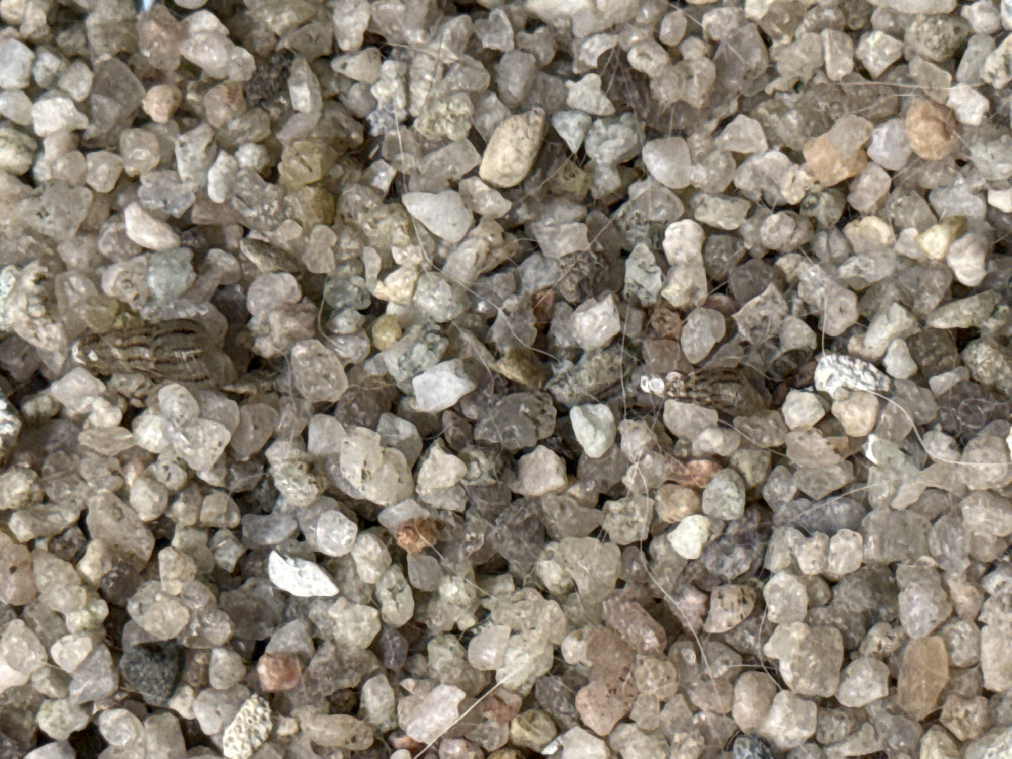 The image shows a close-up view of a collection of small, irregularly shaped rocks or pebbles. The rocks are mostly light in color, with variations in shades of white, gray, and beige. Some rocks appear translucent, while others are more opaque. There are also some thin strands of what looks like hair or fibers scattered throughout the rocks.
There is no evidence in the image to suggest a location in Votkinsk, Russia or any other specific place. The image depicts a collection of rocks with no further contextual information.