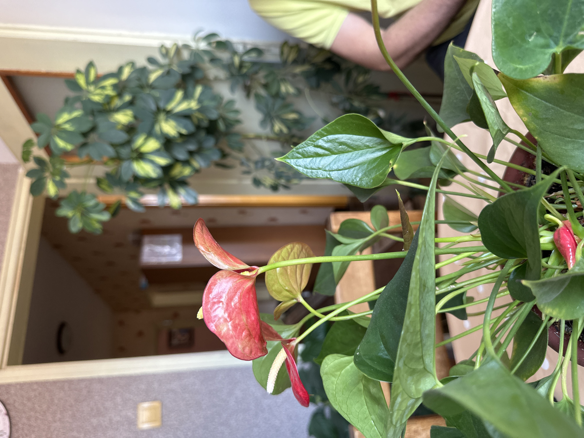 The image shows a close-up of an anthurium plant with red flowers in a pot. Behind the plant, there is a view through a window or doorway into another room. In that room, there is another plant with green and yellow leaves. The background is blurred, but it seems to be an interior with furniture and decorative elements. Part of a person wearing a light green shirt is visible in the upper part of the image. There is no indication of the location being Montana, Bulgaria.