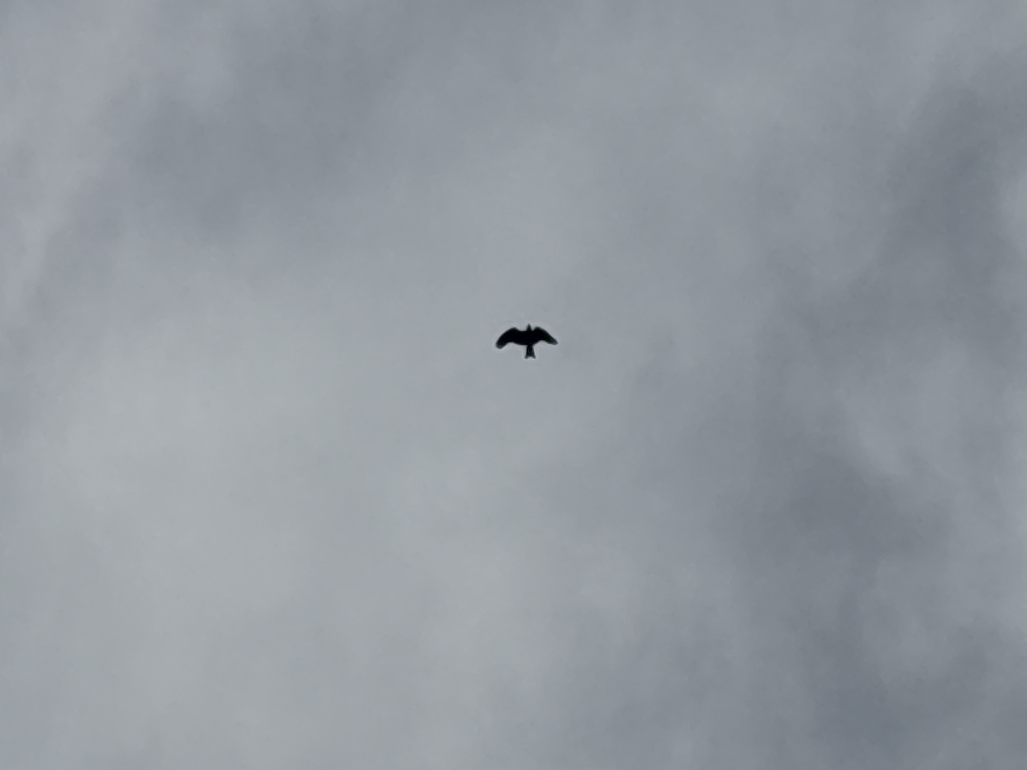 A bird is flying in the sky. The sky is overcast with gray clouds. The location is not discernible as Bukuru, Nigeria or any other location.