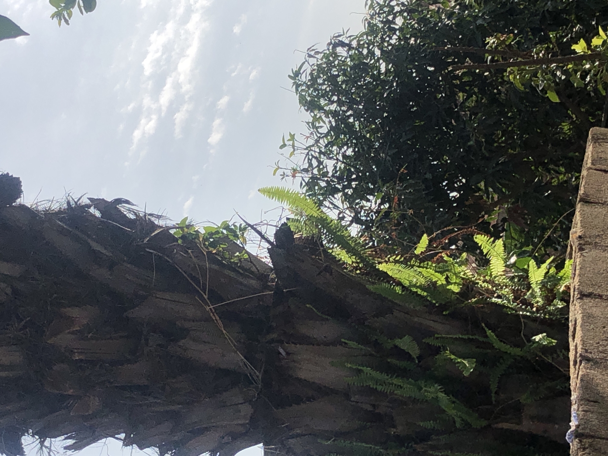 A low-angle, full shot captures a rough-barked palm tree trunk in the foreground, with vibrant green ferns growing on its surface. To the right and behind the palm, a dense canopy of dark green foliage from another tree is visible, its leaves creating a textured backdrop. The sky above is a pale blue, dotted with scattered white clouds. In the bottom section of the frame, a rough, stone wall runs horizontally across the image, textured and appearing to be made of concrete blocks. The overall scene is outdoors in a natural environment.