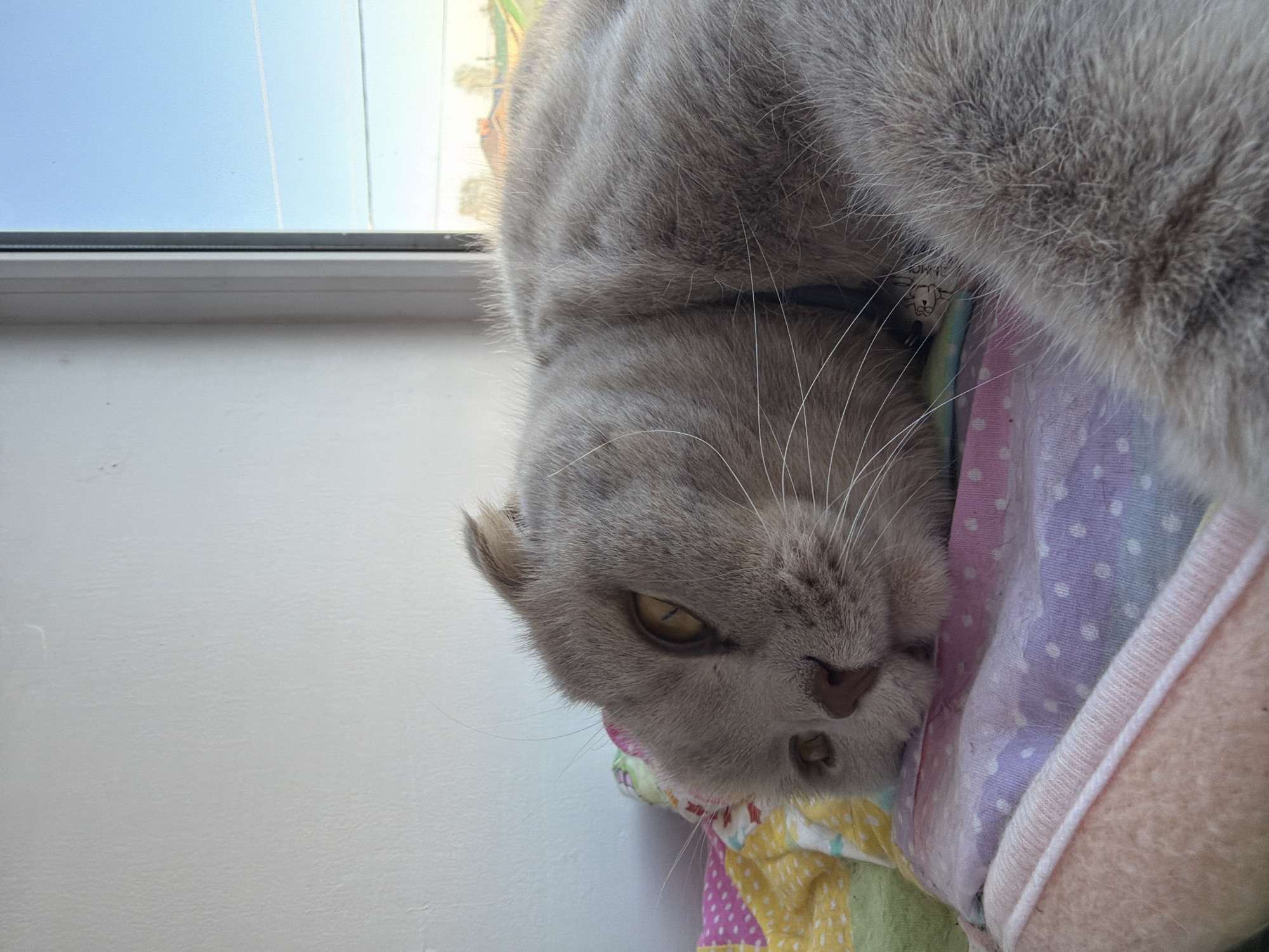 A close-up, high-angle shot shows a gray cat lying upside down on a bed, with its head resting on a pillow. The cat's head is near a white wall and a window. The window reveals a view of a light blue sky. A collar is visible around the cat's neck. The pillow has various patterns and colors, including pink, purple, yellow, and green. The image does not allow for a determination of the location in the city of Chaikovsky, Russia.