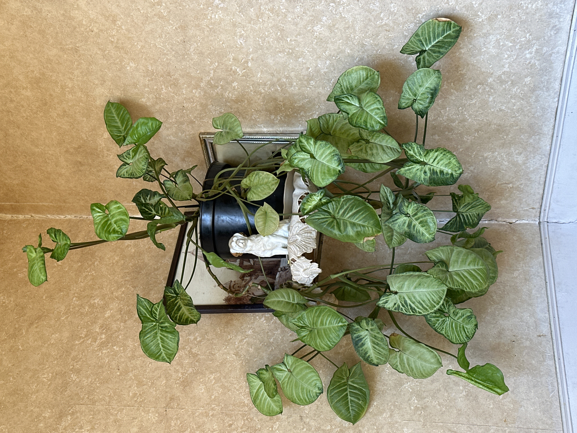 A top-down shot reveals a plant, likely a Syngonium podophyllum (arrowhead vine), in a black pot resting on a framed mirror. Inside the frame, a small white figurine of a reclining angel is visible. The scene is located on a tiled surface, with the tiles exhibiting a mottled beige pattern. A white molding is visible along the right edge of the frame. Yerevan, Armenia is not discernible in this image.
