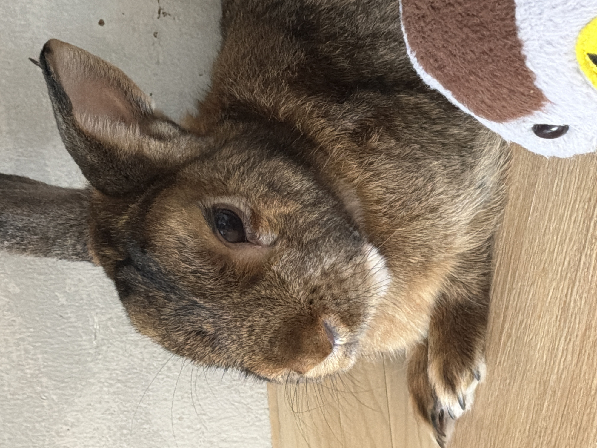 The image displays a brown rabbit in a recumbent position on a light-colored wooden surface. The rabbit's fur exhibits a variegated pattern, primarily dark brown with lighter reddish-brown tones visible on its face, chest, and front paws, accompanied by a small white patch under its chin. Its right eye is dark and visible, while its pinkish nose, featuring a distinct cleft, is prominent. Multiple thin, dark whiskers extend from its muzzle. Two front paws, each with dark claws, are visible resting on the wooden surface. The background consists of a textured, off-white or light grey wall, exhibiting minor surface imperfections. In the lower right portion of the frame, a segment of a plush toy, predominantly white with a brown top and a yellow accent, is partially visible. No discernible features within the image indicate a specific geographical location such as Solikamsk, Russia.