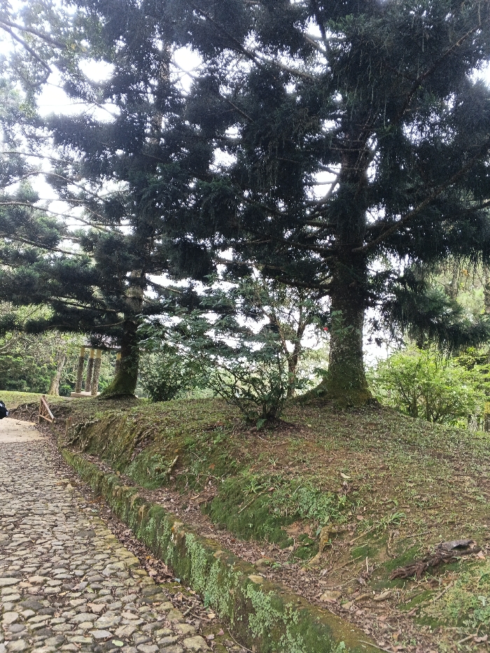 The image displays an outdoor scene in the city of Tah, Vietnam, characterized by a paved pathway and densely vegetated, elevated terrain under an overcast sky. A cobblestone path runs along the left side of the frame, bordered on its right by a low, moss-covered stone or concrete drainage channel. To the right of this channel, the ground elevates, covered with patchy green grass, scattered dry leaves, and areas of exposed soil. Two prominent evergreen trees, featuring dark green, needle-like foliage and thick, moss-covered trunks, stand in the midground. Numerous smaller bushes and trees are dispersed across the elevated area. In the distant left background, a structure composed of multiple vertical columns is partially visible through the foliage. No people are present in the scene.