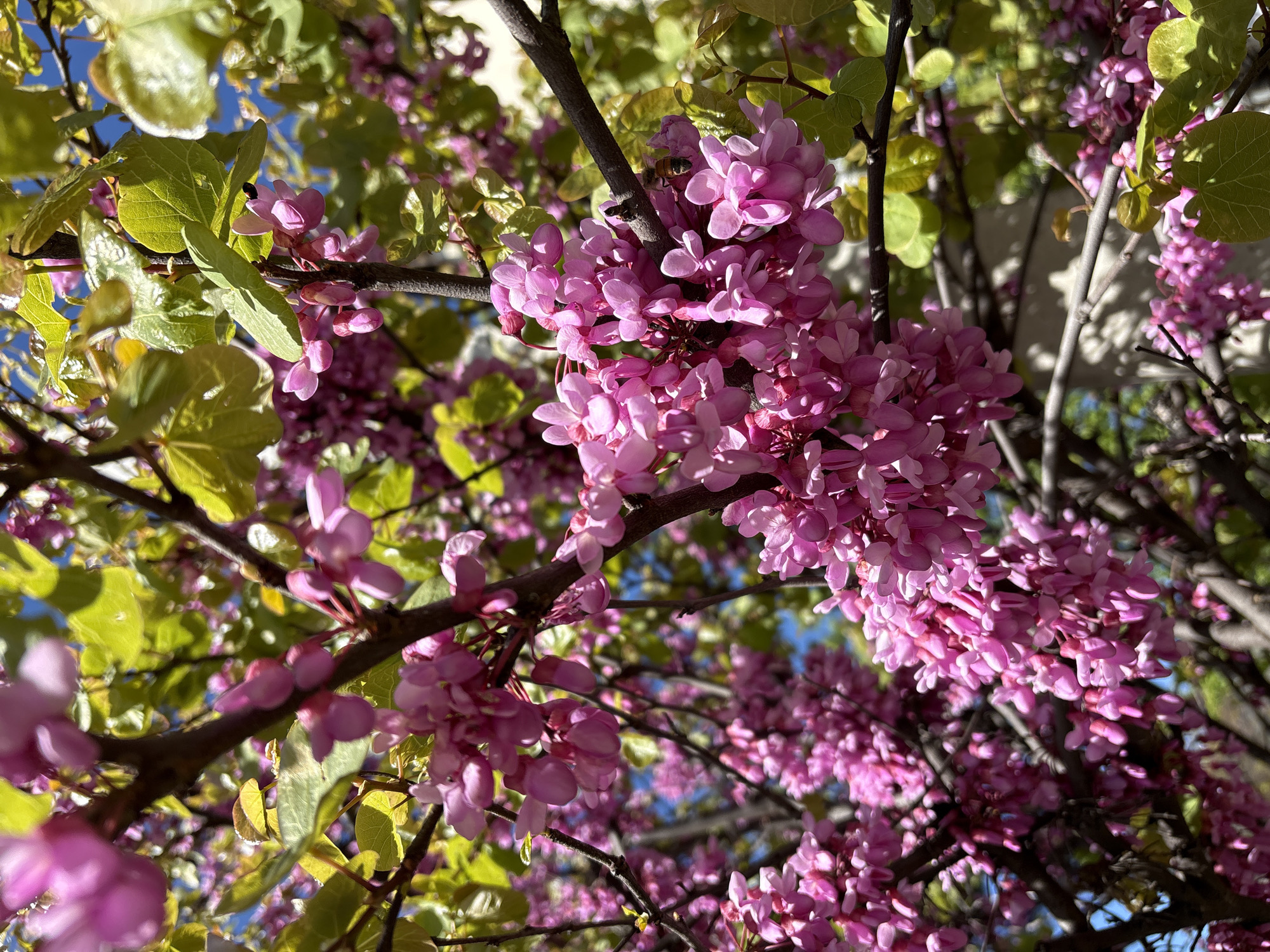 A vibrant, low-angle shot captures the abundant pink blossoms and fresh green leaves of a tree against a clear blue sky. The tree, likely a Redbud (Cercis species), is covered in clusters of small, bright magenta-pink flowers that emerge directly from the branches. Many of these flowers are in full bloom, creating a dense canopy of color.
Interspersed among the blossoms are heart-shaped, light green leaves, some still unfurling, indicating springtime. Dark brown branches crisscross the frame, providing structure to the lush foliage and blooms. Direct sunlight casts bright highlights on the leaves and flowers, while also creating some dappled shadows within the tree's interior.
In one of the detailed crops, a bee is visible, actively foraging among the pink flowers, suggesting pollination activity. The overall scene conveys a sense of natural beauty and the freshness of spring. The bright blue sky in the background provides a vivid contrast to the dominant pink and green hues. No man-made objects or text are visible in the image. The location context provided is Gelendzhik, Russia.
