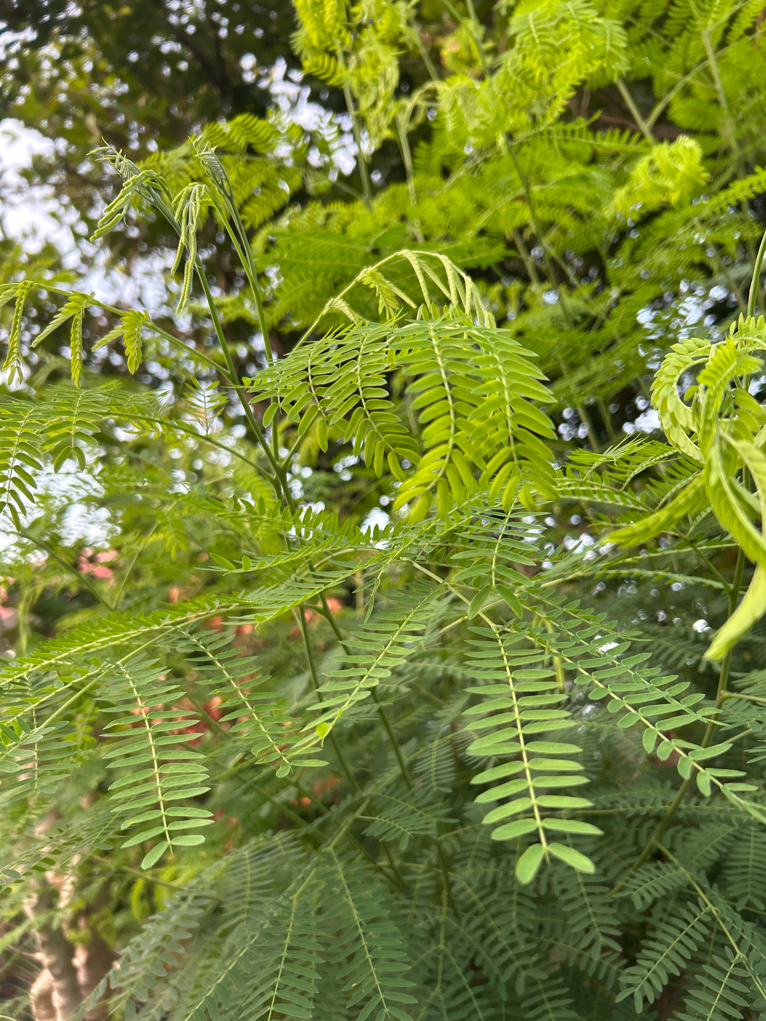 The image shows a close-up view of a tree with compound leaves, common in Sabang, Indonesia. The leaves are bright green and feathery, with many small leaflets arranged along a central stem. Some leaves are unfurling, showing new growth. The background is a blur of green foliage and dappled sunlight, suggesting an outdoor setting under a canopy of trees. The focus is on the intricate details of the leaves and their delicate structure.