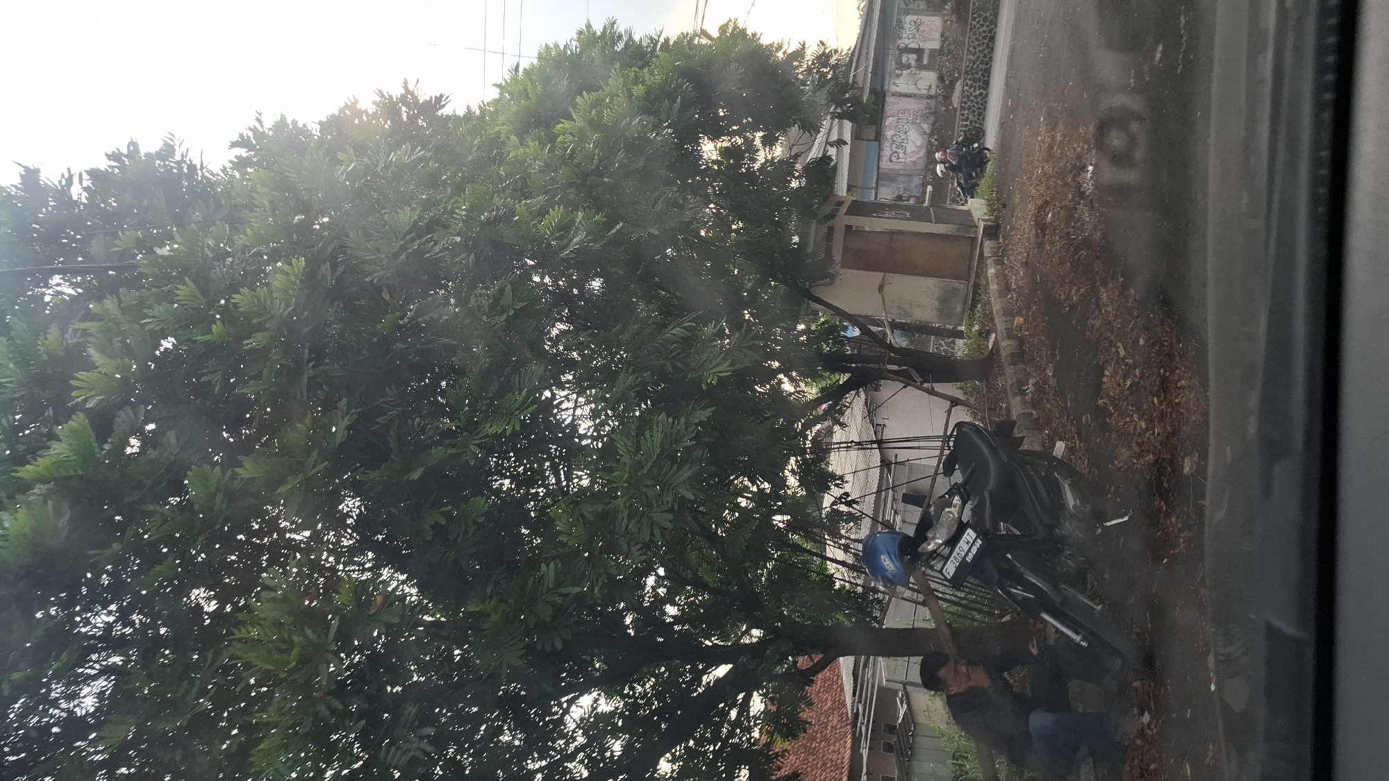 A wide shot captures a street scene in Cilaku, Indonesia, bathed in soft, natural light. The foreground is dominated by the dark dashboard of a vehicle, suggesting the photo was taken from inside a car. A large tree with lush green foliage occupies the left and center of the frame, its branches reaching towards the sky. Beneath the tree, a person is seated on a low barrier, appearing to be looking down and touching their face. To their right, a black motorcycle is parked, its front wheel turned slightly and a blue helmet resting on its seat. In the background, a small, light-colored building with a wooden door stands near the tree, possibly a utility shed. Further back, houses with red tile roofs are visible, and a wall adorned with graffiti, including the word "PERSIB," lines the right side of the street. The road itself is paved, and scattered brown leaves cover the ground near the parked motorcycle and under the tree. Two motorcycles carrying riders can be seen further down the road, moving away from the camera. The overall atmosphere is casual and everyday, suggesting a moment captured in a typical urban or semi-urban environment.