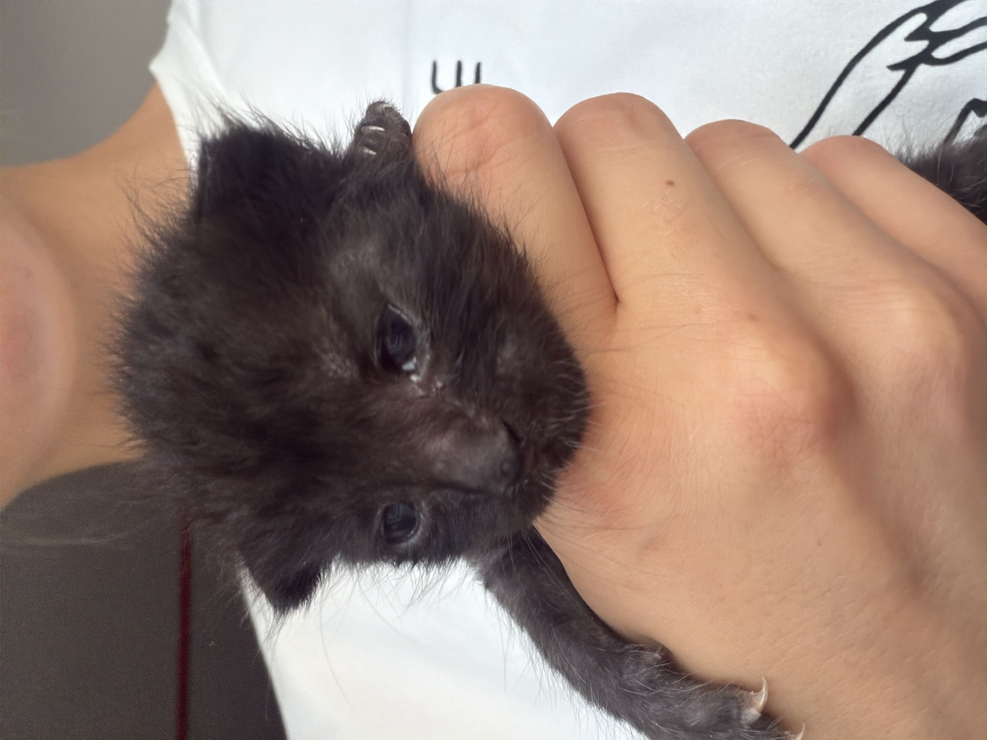 A close-up, waist-up shot shows a person in Podgorica, Montenegro, holding a tiny, black kitten. The kitten is held gently in the person's cupped hands, with its head and front paws visible. The kitten's eyes are open, and it appears to be looking to the left. Its fur is short and messy, giving it a fluffy appearance. The person's hands are light-skinned and appear to be those of an adult. The person is wearing a white t-shirt with a graphic design on it. The background is blurred, but appears to be indoors, possibly in a home. The lighting is soft and natural, creating a warm and intimate atmosphere.