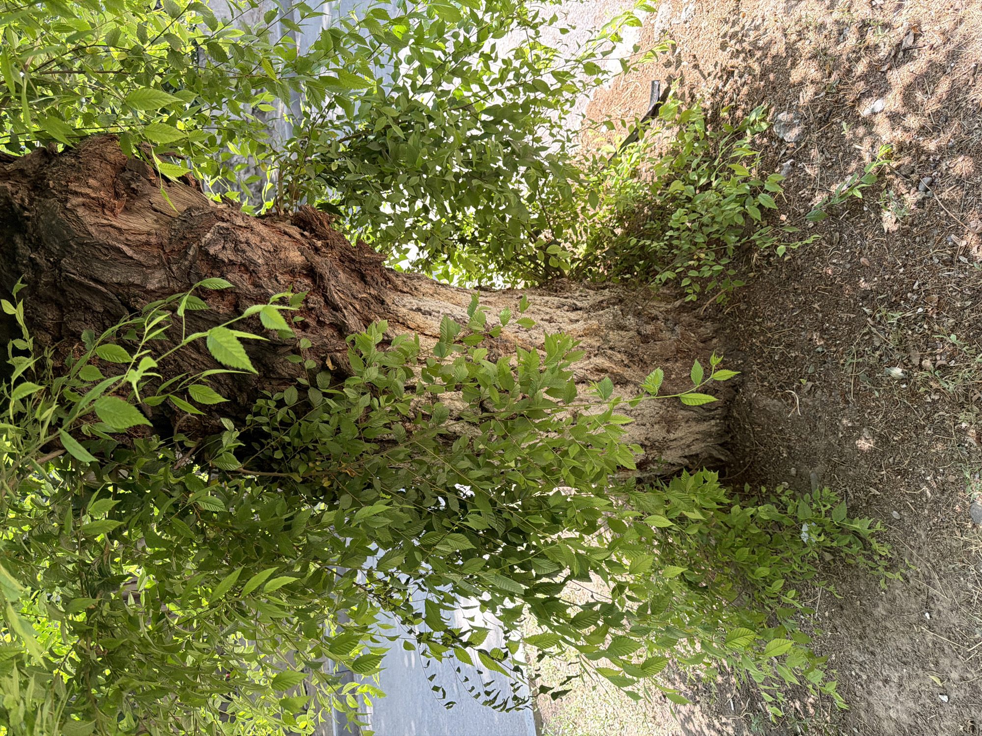 The image shows a close-up view of the base and trunk of a large tree with dense green foliage. The tree has a rough, textured bark and is surrounded by dry soil with scattered debris and some smaller plants growing at its base. In the background, a paved surface, possibly a road or sidewalk, is visible, suggesting an urban or suburban setting within the city of Shymkent, Kazakhstan. Sunlight casts shadows from the leaves and branches onto the ground. There are no people or animals visible in the scene.