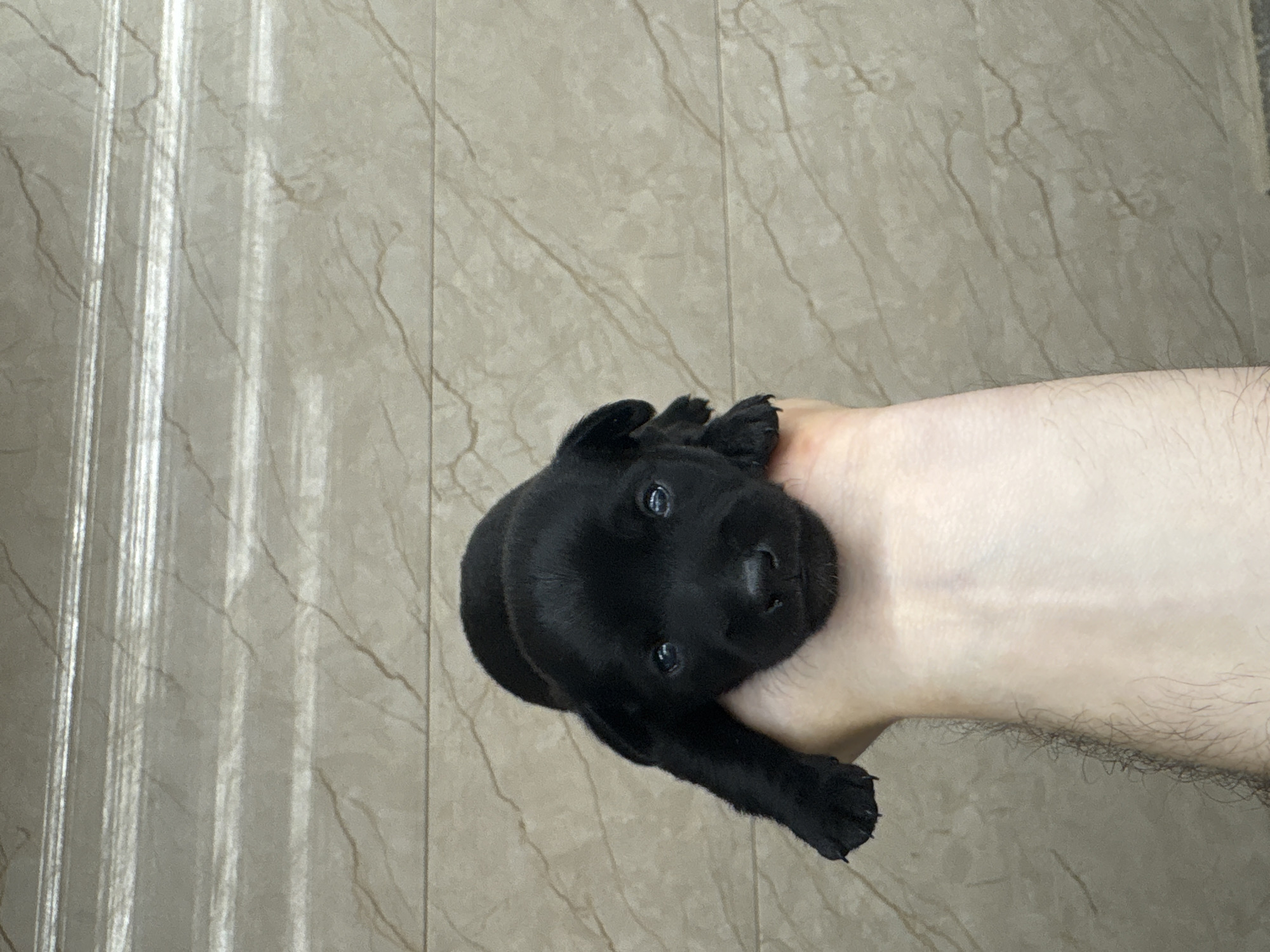 A small, black puppy is being held in a person's palm, its front paws extending outward. The puppy's eyes are open and blueish. The background consists of a light-colored, horizontally tiled wall with a marble-like pattern. The image was taken outdoors, likely in a residential area of Vladaya, Bulgaria, given the common use of such tiling in local architecture.