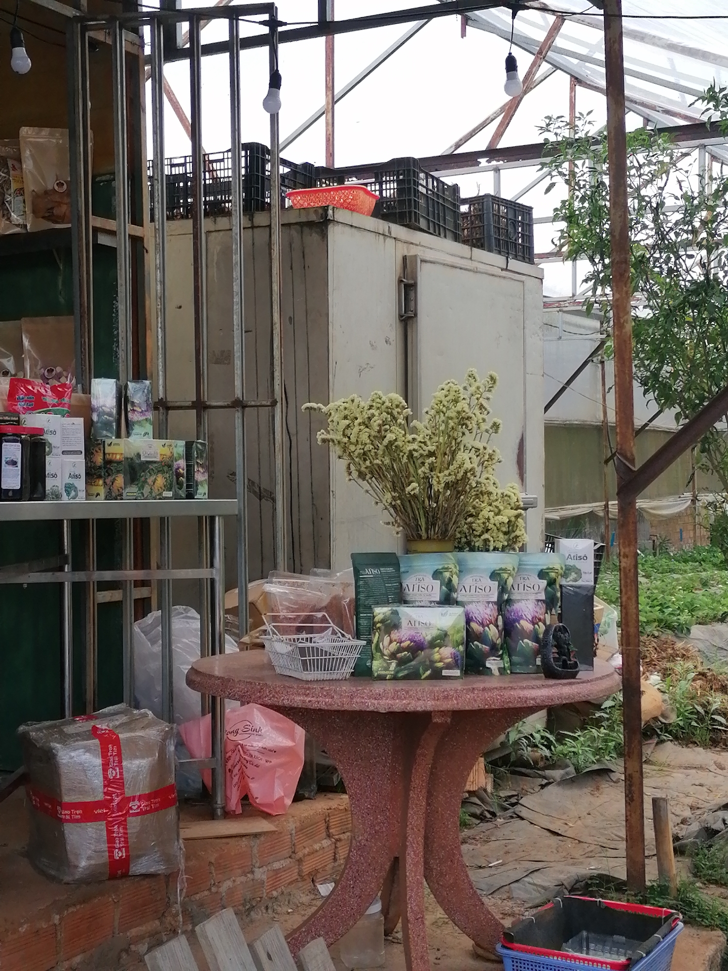 The image shows a commercial display of products in what appears to be a greenhouse or covered agricultural space, likely in the vicinity of Da Lat, Vietnam, given the local product branding. A metal shelving unit holds an assortment of goods, including packages of "Atiso" tea and other miscellaneous items. A light-colored, possibly industrial-sized refrigerator unit is positioned behind the display.
A round, reddish-brown table with a textured surface is situated in front of the refrigerator unit. The table holds more Atiso tea packages and a vase of dried yellow flowers. A small white wire basket and a black decorative object are also present on the table.
On the ground next to the table, a tightly wrapped package secured with red tape is visible. The tape features Vietnamese text. A pink plastic bag with the name "Song Sinh" is partially visible next to the packaged box. A blue plastic crate with red trim is placed on the ground beneath the table.
The environment outside the greenhouse is characterized by greenery, suggesting agricultural activity. Structural elements of the greenhouse are visible overhead, including beams and translucent roofing. The lighting is provided by hanging light bulbs.