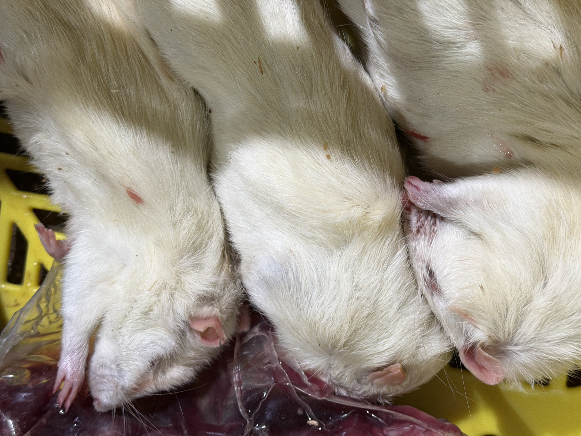 The image shows three white rats lying close together. They appear to be dead or unconscious. They are on a yellow plastic surface, with some purple material underneath them. The location and city are unknown.