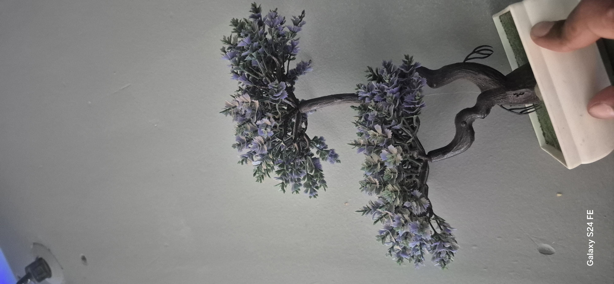 A close-up, vertical, eye-level shot captures a small, artificial bonsai tree with purple and green leaves, set against a plain, light gray wall. The tree has a dark brown, gnarled trunk and branches, one of which is significantly longer and extends to the left. The tree is housed in a white rectangular pot with green faux grass inside. A person's hand, with visible fingers, is holding the pot from the right side. The bottom left corner of the image displays text reading "Galaxy S24 FE". The scene is static and appears to be indoors, with no discernible elements indicating its specific location in Malko Tarnovo, Bulgaria, or any outdoor environment.
