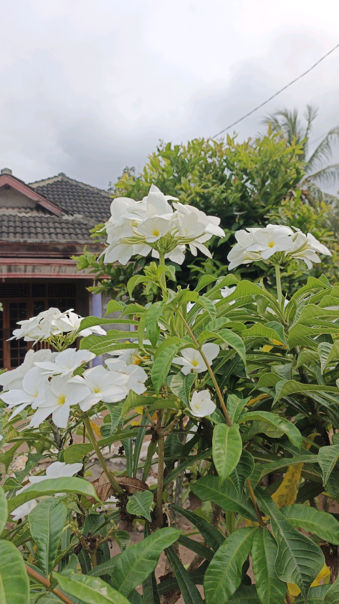 A vertical, eye-level medium shot captures a cluster of white flowers in bloom, set against a backdrop of greenery and a traditional Indonesian house. The flowers, with delicate white petals and yellow centers, are arranged in clusters on thin green stems. Lush green foliage surrounds the flowers, some leaves showing a slightly yellow hue, suggesting varying stages of growth or light exposure. In the background, a roof of dark, textured tiles adorns a house with maroon and brown accents, hinting at a residential setting. The sky above is overcast, with diffused light illuminating the scene. The location is identified as Cibenda, Indonesia, a detail that adds context to the architectural style and the surrounding vegetation, indicative of a tropical climate. No people or specific actions are depicted. The image is a still-life, focusing on the natural beauty of the flowers and the architectural elements of the house.