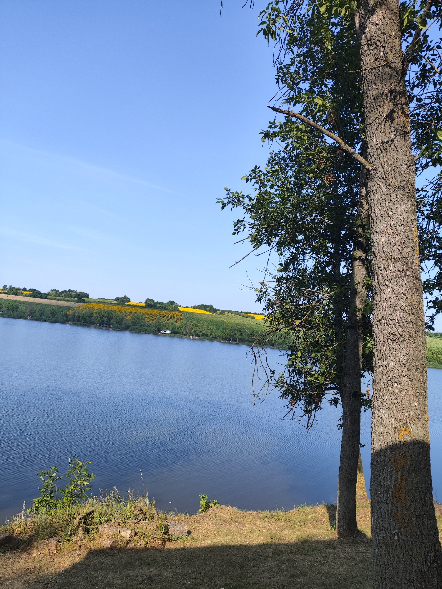 The image depicts a scenic view of a body of water, likely a lake, under a clear blue sky. In the foreground, two large trees with textured bark stand to the right, partially obscuring the view of the water and the landscape beyond. Their branches are covered in green leaves, indicating a warm season. The ground in the immediate foreground is covered in dry grass and a fallen log.
The middle ground features the calm, blue water, with gentle ripples suggesting a slight breeze. Along the far bank of the water, a line of trees and reeds forms a natural border. Beyond this green band, a vibrant field of yellow sunflowers stretches across a rolling hillside, creating a striking contrast with the blue sky and water. Scattered along the far bank, near the sunflower field, are several vehicles, including cars and a white van, as well as some smaller structures, suggesting human activity or recreation. The overall environment appears to be rural and tranquil. The scene is likely located in or near Găleștii Noi, Moldova, given the presence of sunflower fields, a common agricultural crop in the region.