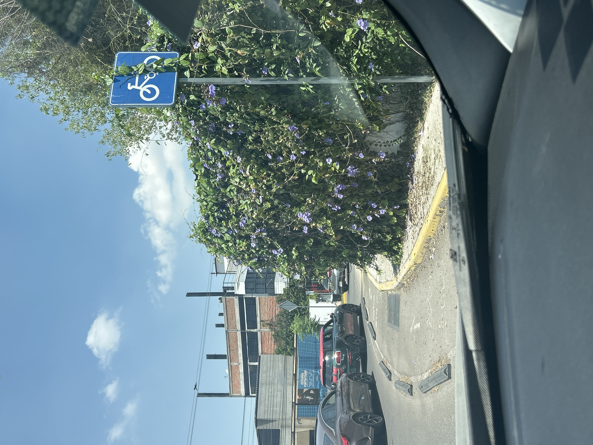 The image shows a street scene in San Bernardino Tlaxcalancingo, Mexico. A bicycle lane sign is visible on the left, partially obscured by flowering vines. Several cars are parked along the street, including a gray Mercedes-Benz and a red Mini Cooper. The street has a yellow curb and black rubber parking bumpers. In the background, buildings with mixed architectural styles can be seen, including a multi-story building with exposed brick and a building with blue advertising. The sky is blue with scattered clouds. The image was taken from inside a vehicle, with the car's window frame visible on the right.