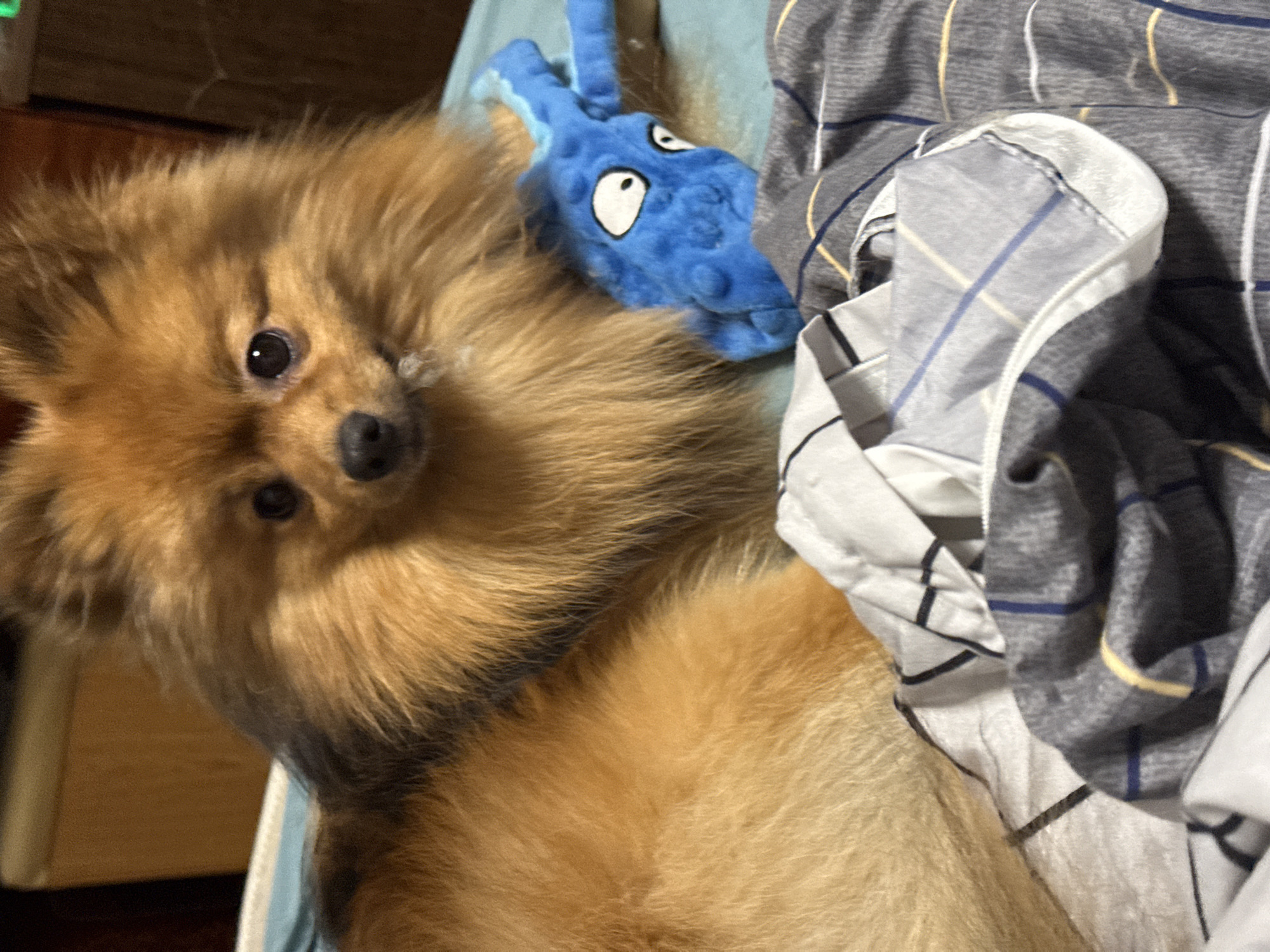 A fluffy, light brown Pomeranian-type dog is captured in a close-up, upward-angled shot, looking directly at the viewer with curious, dark eyes. The dog's dense, ginger-toned fur is prominent, and its black nose is clearly visible. Its head is slightly tilted, and it appears to be resting on a light blue surface.
Behind and slightly above the dog's head, a bright blue, soft toy is nestled. The toy resembles a cartoonish creature or monster, featuring large white eyes with black pupils that give it a surprised expression.
To the right of the dog, crumpled bedding or a blanket with a gray background and a pattern of thin white, yellow, and blue stripes is visible. A light blue fabric is seen beneath the dog and the toy. In the upper left background, a dark brown, possibly wooden, surface is partially visible. The lighting is soft and warm, suggesting an indoor setting. The dog appears calm and alert. This scene takes place in Khimki, Russia.